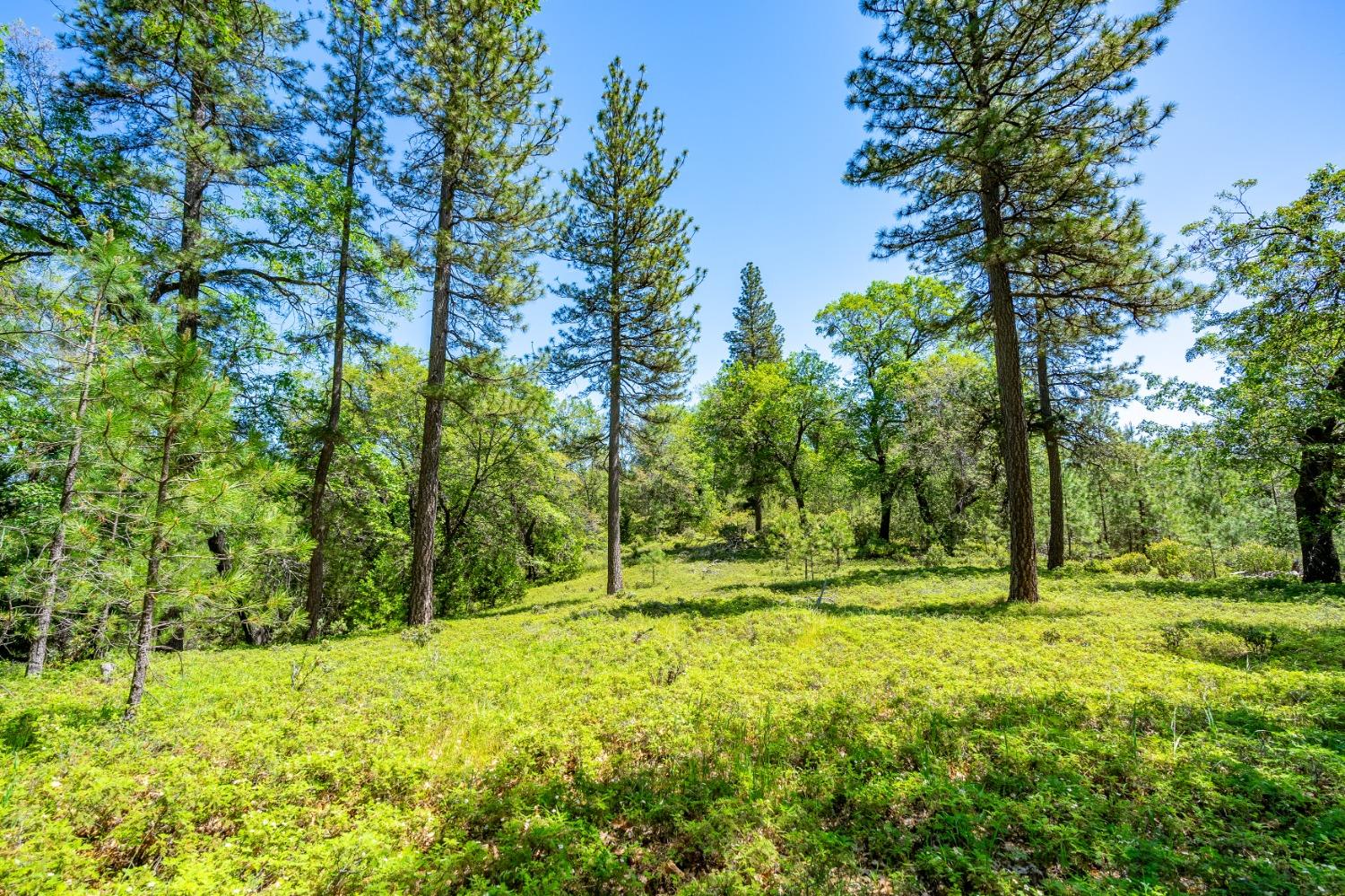 Alicia Drive, Pioneer, California image 1