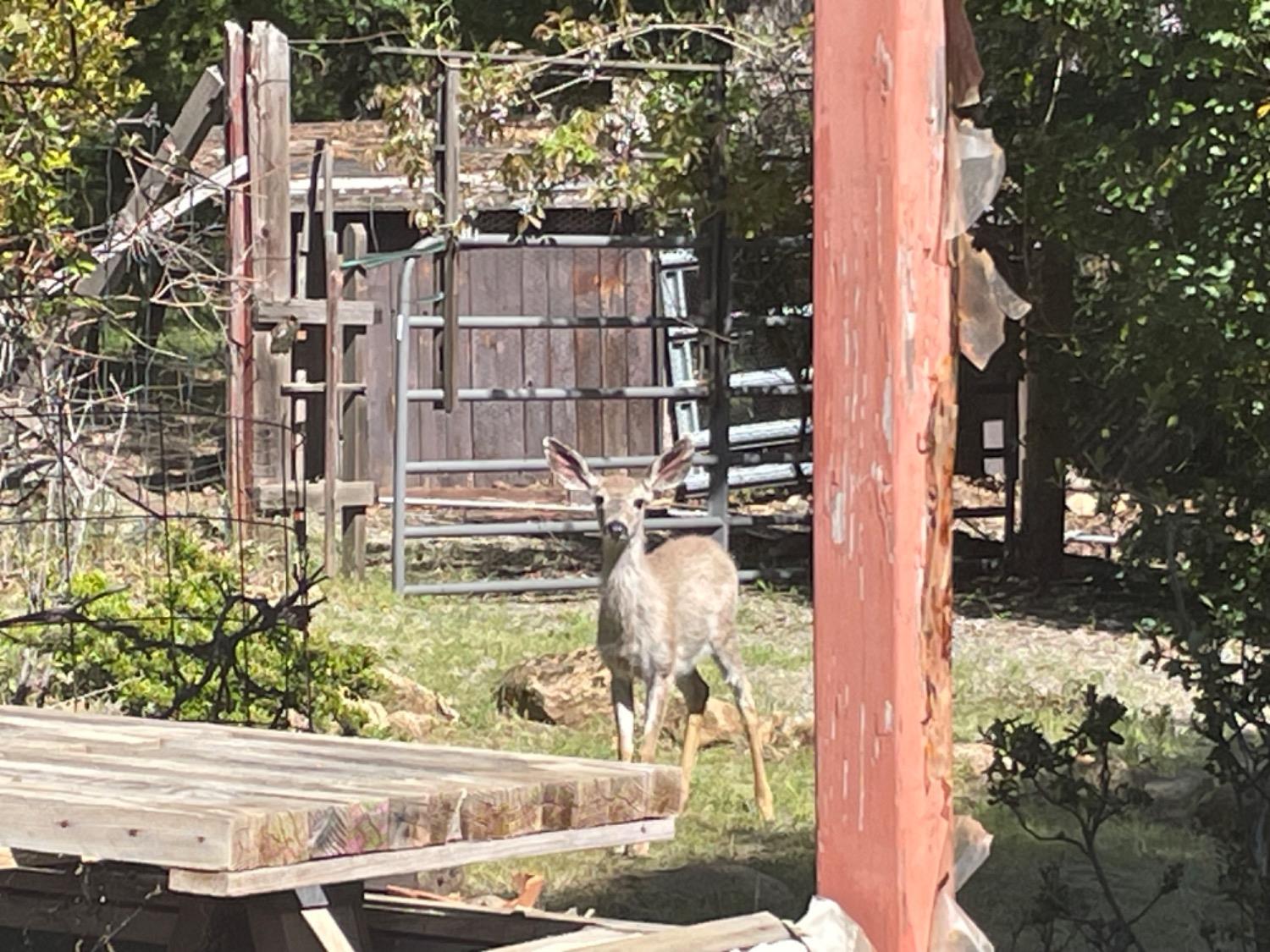 Montgomery Road, Sonora, California image 39