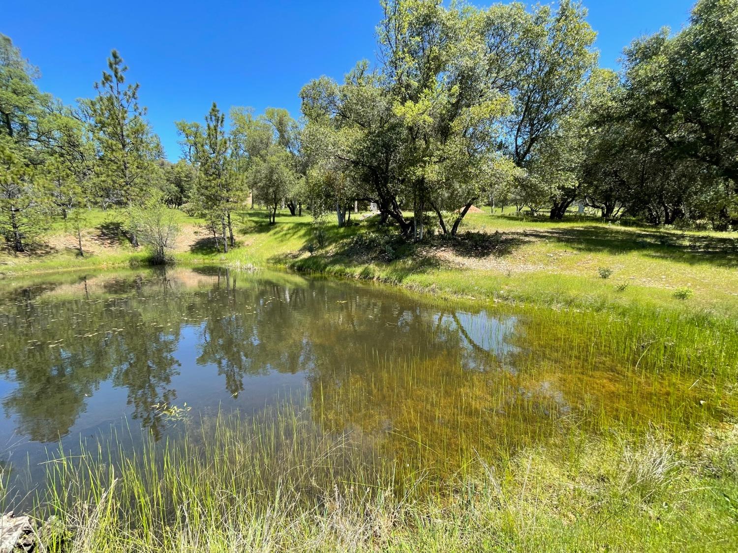 Detail Gallery Image 81 of 83 For 9870 Sheep Ranch Rd, Mountain Ranch,  CA 95246 - 3 Beds | 3 Baths