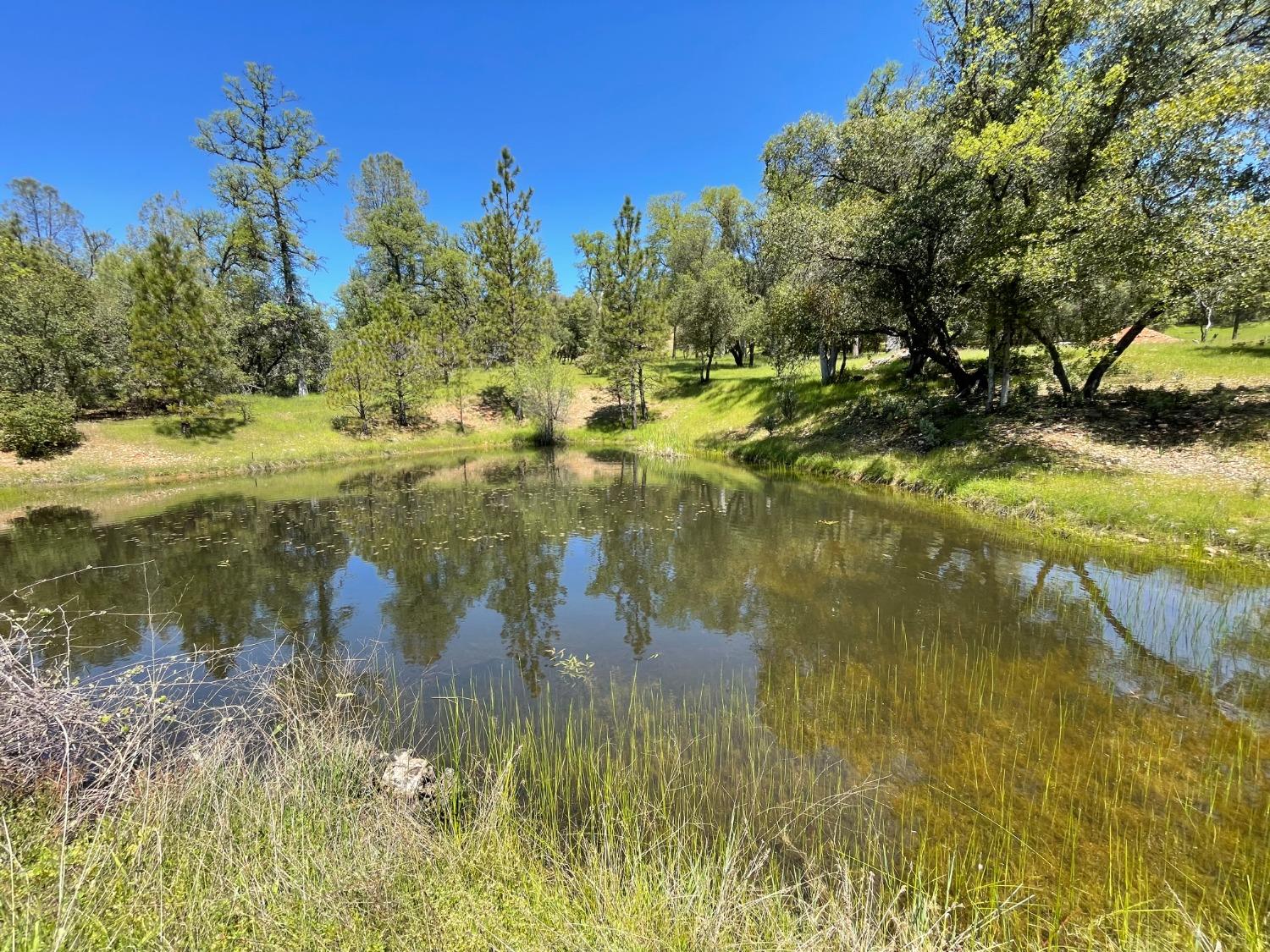 Detail Gallery Image 80 of 83 For 9870 Sheep Ranch Rd, Mountain Ranch,  CA 95246 - 3 Beds | 3 Baths