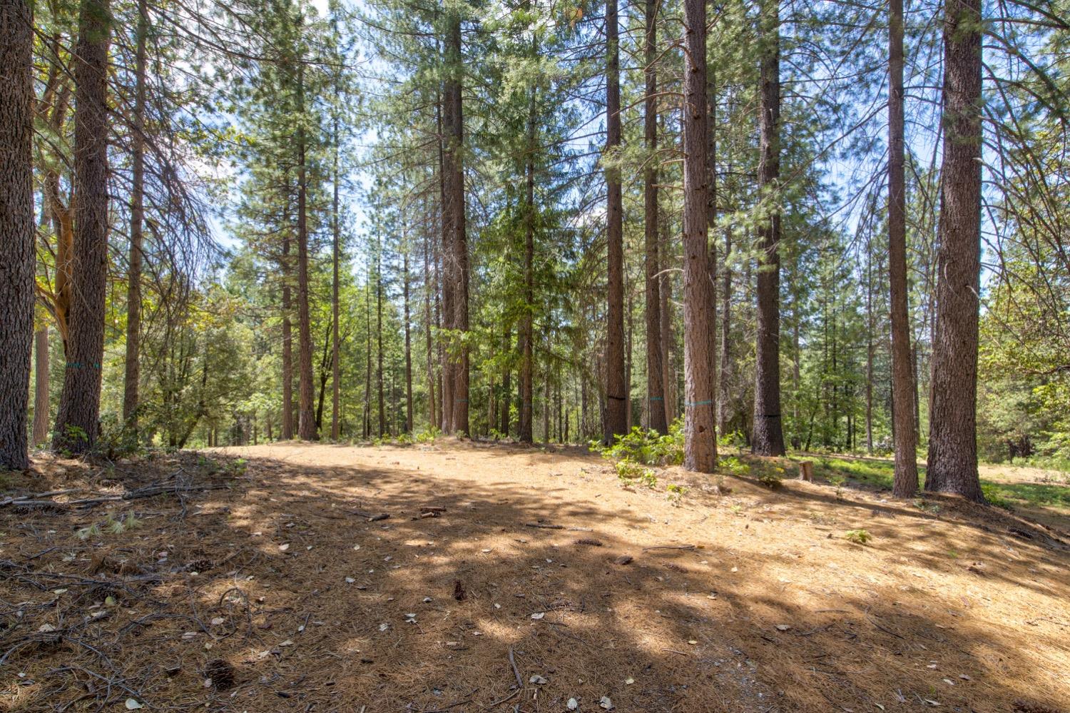 Kentucky Flat Road, Georgetown, California image 19