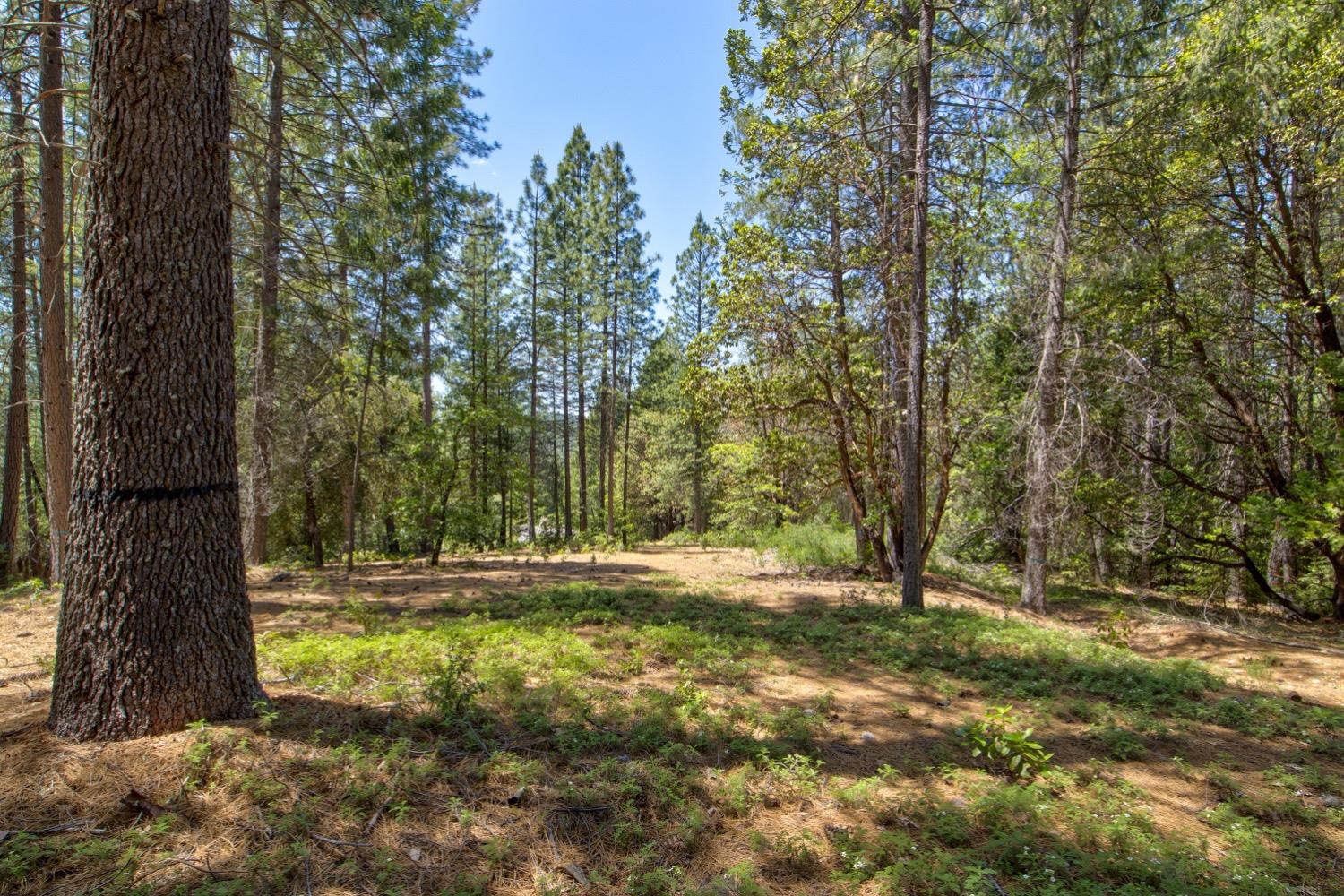 Kentucky Flat Road, Georgetown, California image 18