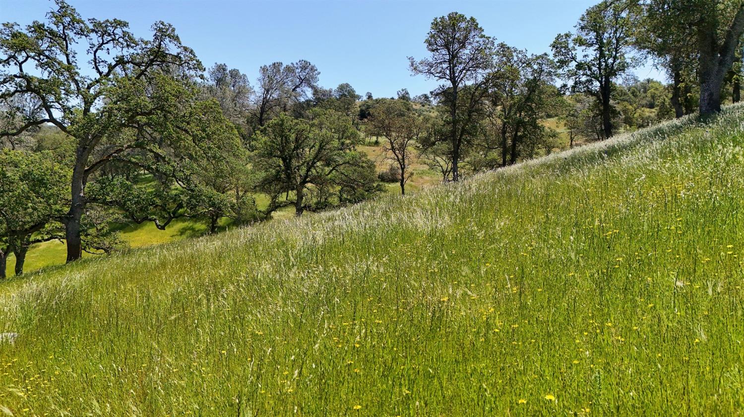 Detail Gallery Image 9 of 66 For 15250 Lanford Pacheco Rd, Valley Springs,  CA 95252 - 3 Beds | 2/1 Baths