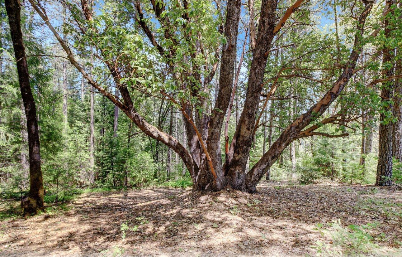 Detail Gallery Image 4 of 51 For 18822 Farrell Ravine Way, Nevada City,  CA 95959 - – Beds | – Baths