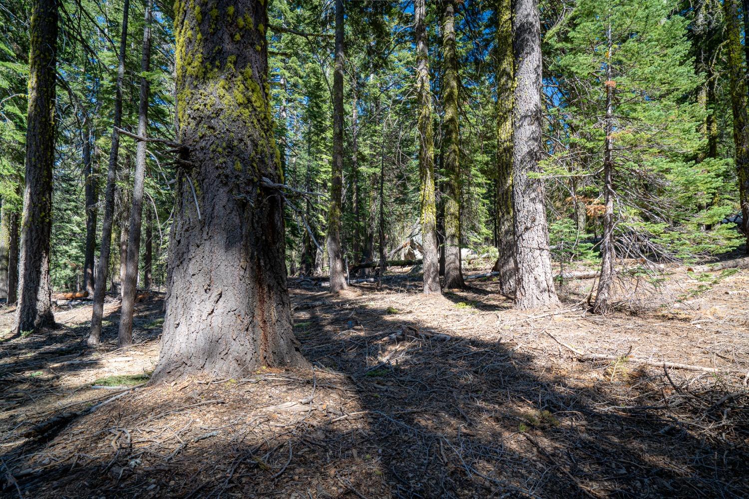 Pardoes Road, Pioneer, California image 25