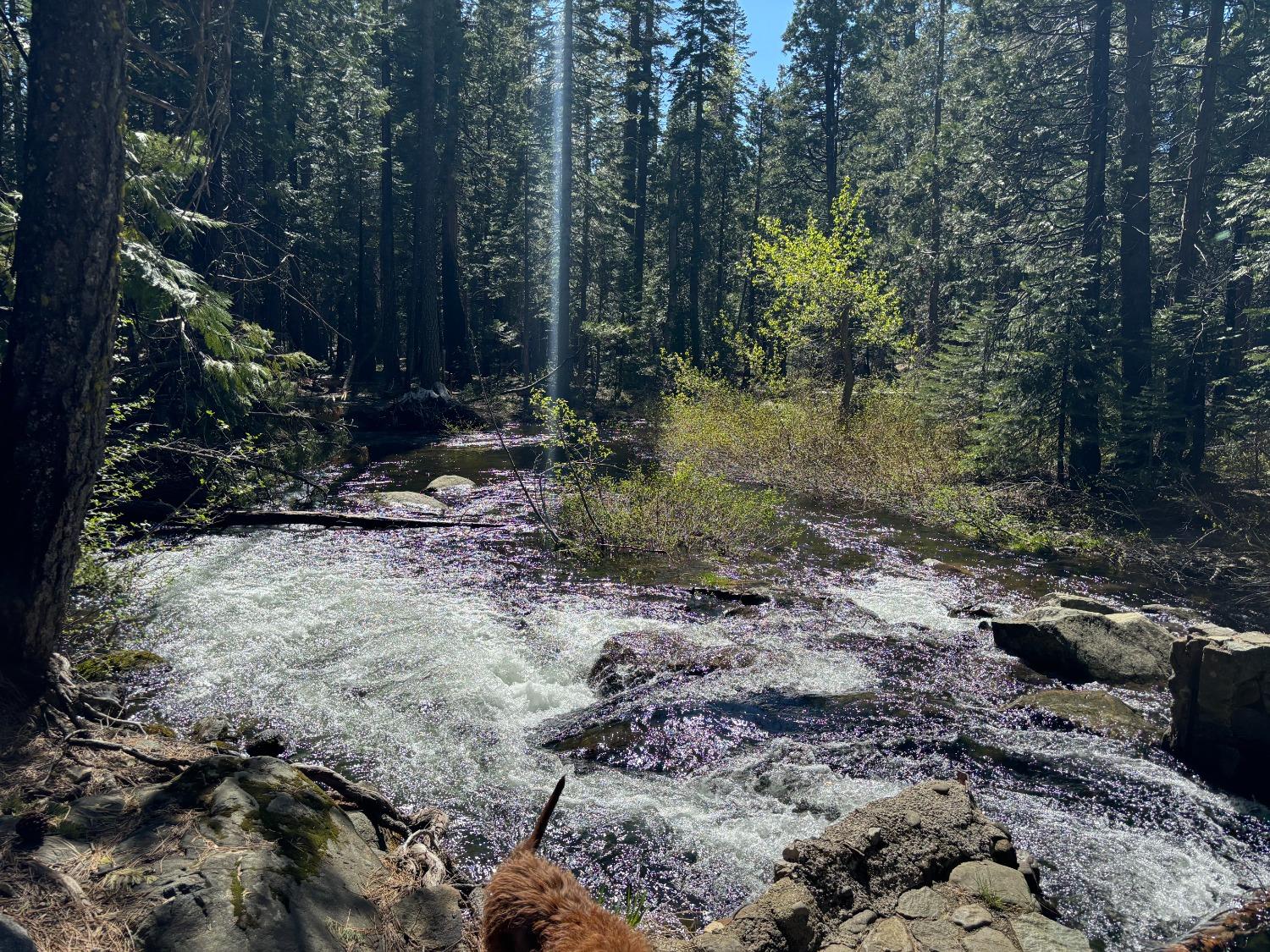 North Fork Place, Emigrant Gap, California image 18