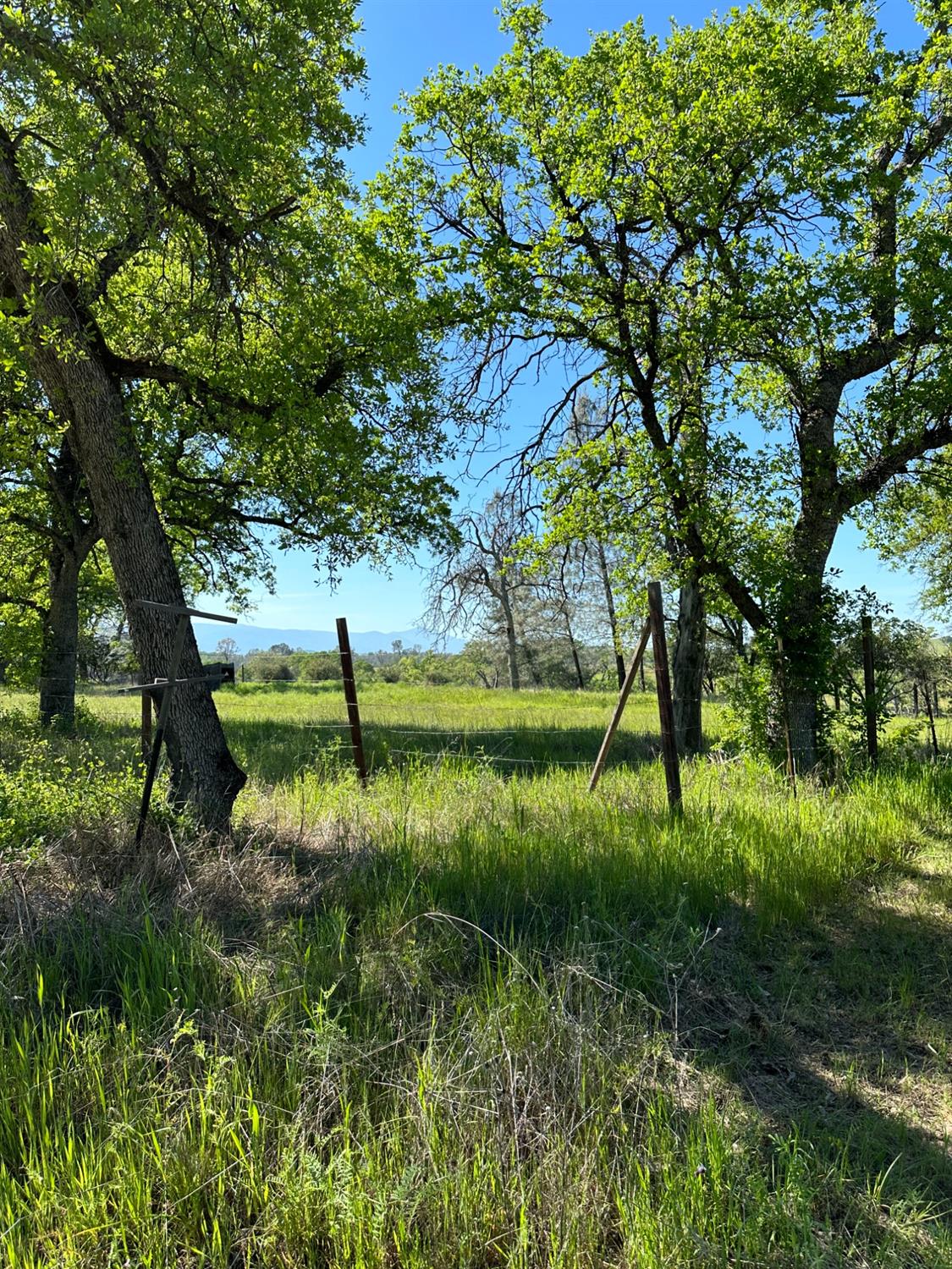 Detail Gallery Image 1 of 1 For 16260 Rancho Tehama Rd, Corning,  CA 96021 - – Beds | – Baths