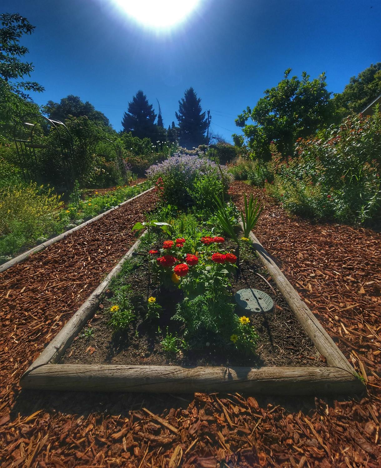 Old Cypress Lane, Auburn, California image 3