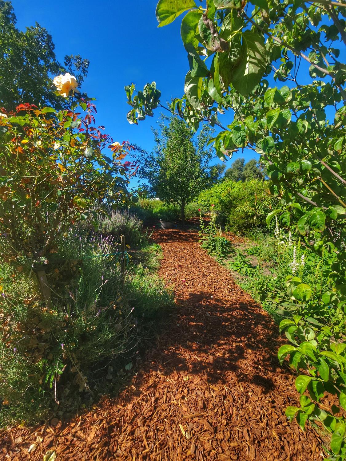 Old Cypress Lane, Auburn, California image 35