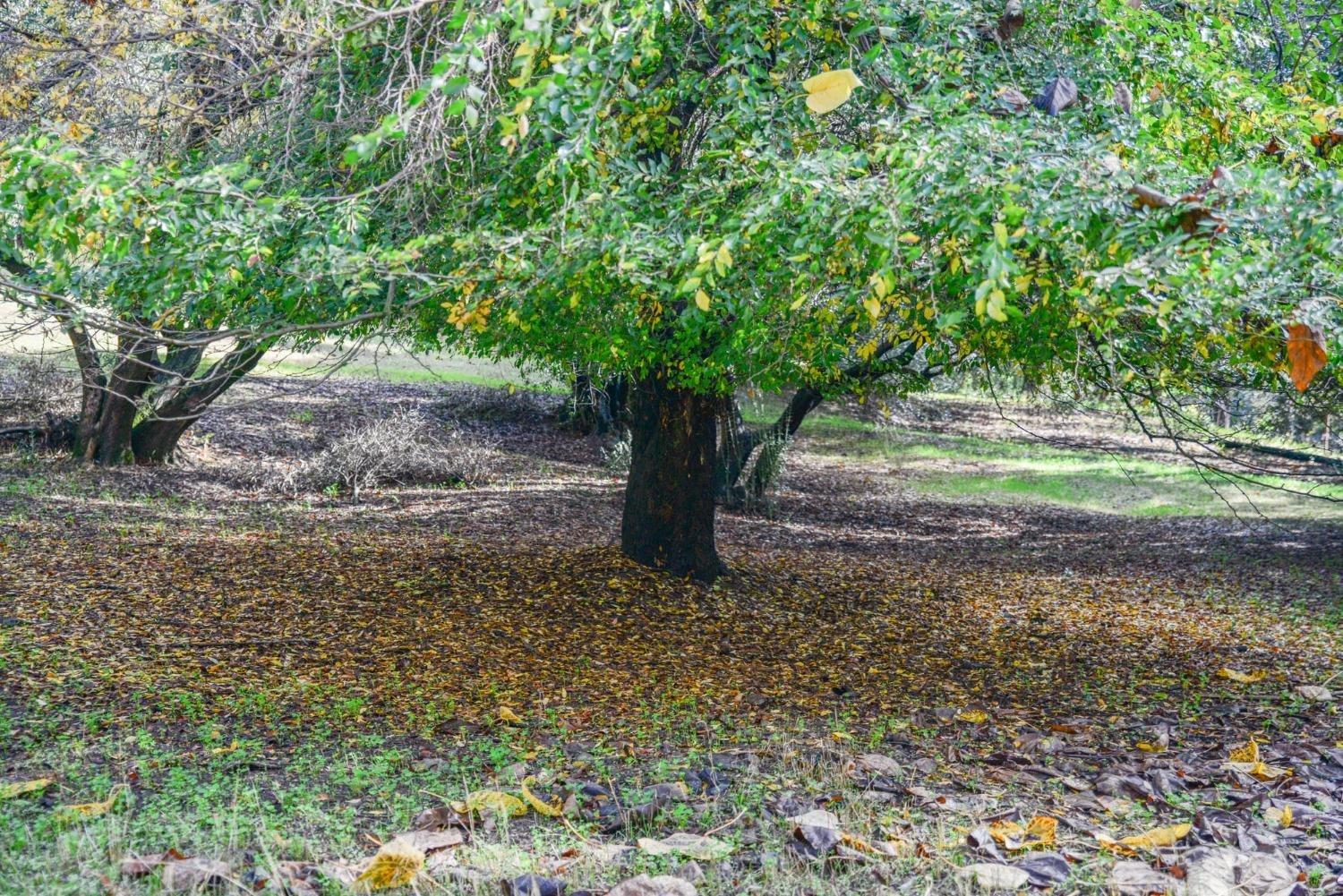 Magnolia Avenue, Fair Oaks, California image 3