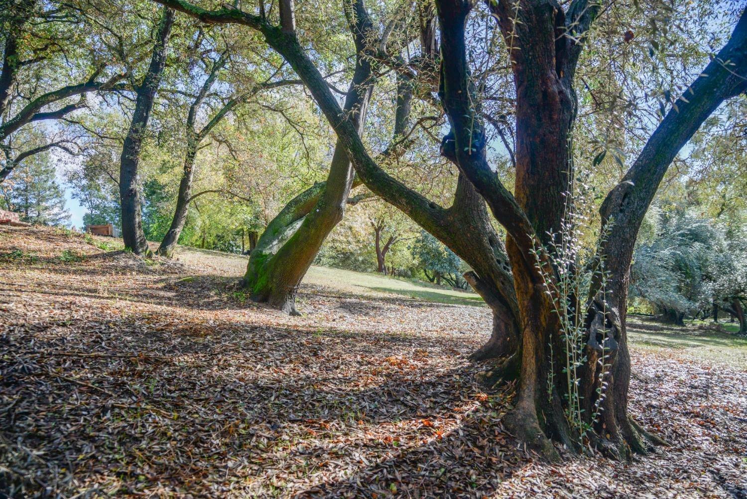 Magnolia Avenue, Fair Oaks, California image 5