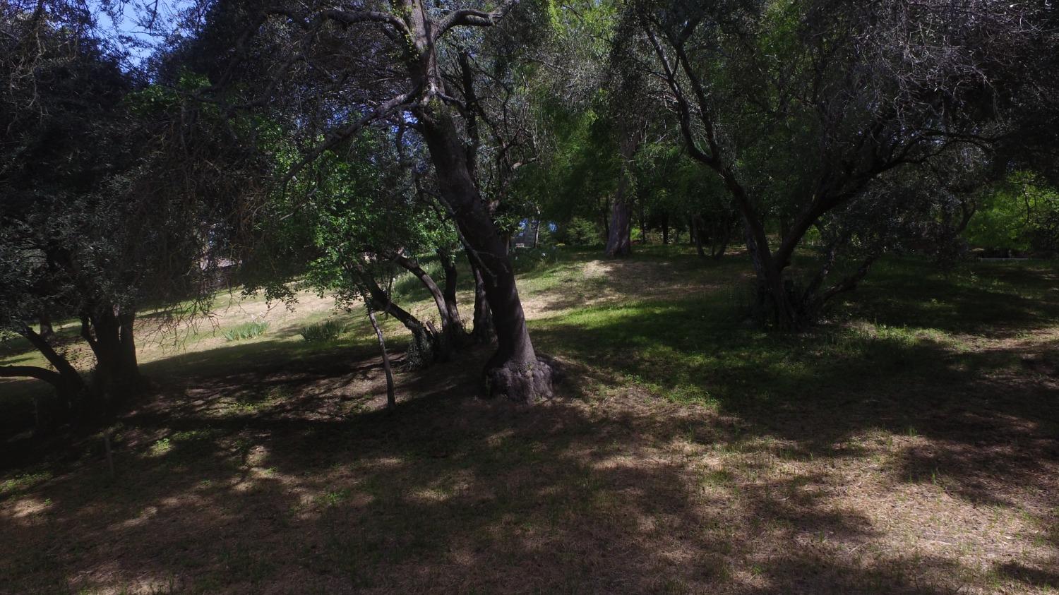 Magnolia Avenue, Fair Oaks, California image 17