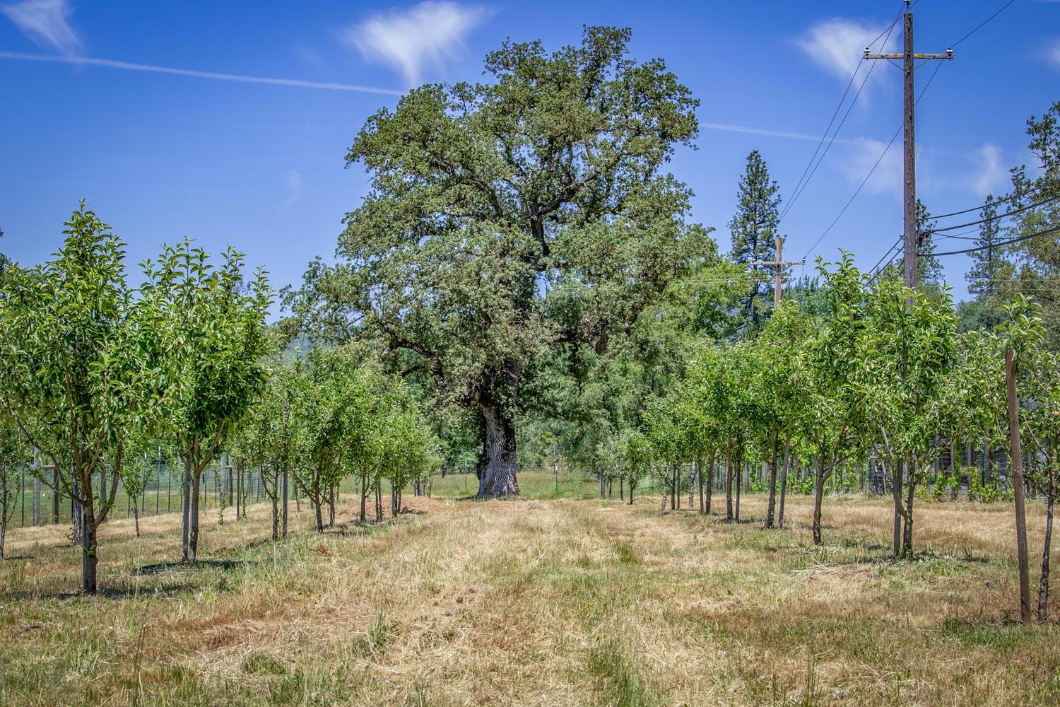 Detail Gallery Image 18 of 92 For 13418 Rices Crossing Rd, Oregon House,  CA 95962 - 3 Beds | 2 Baths