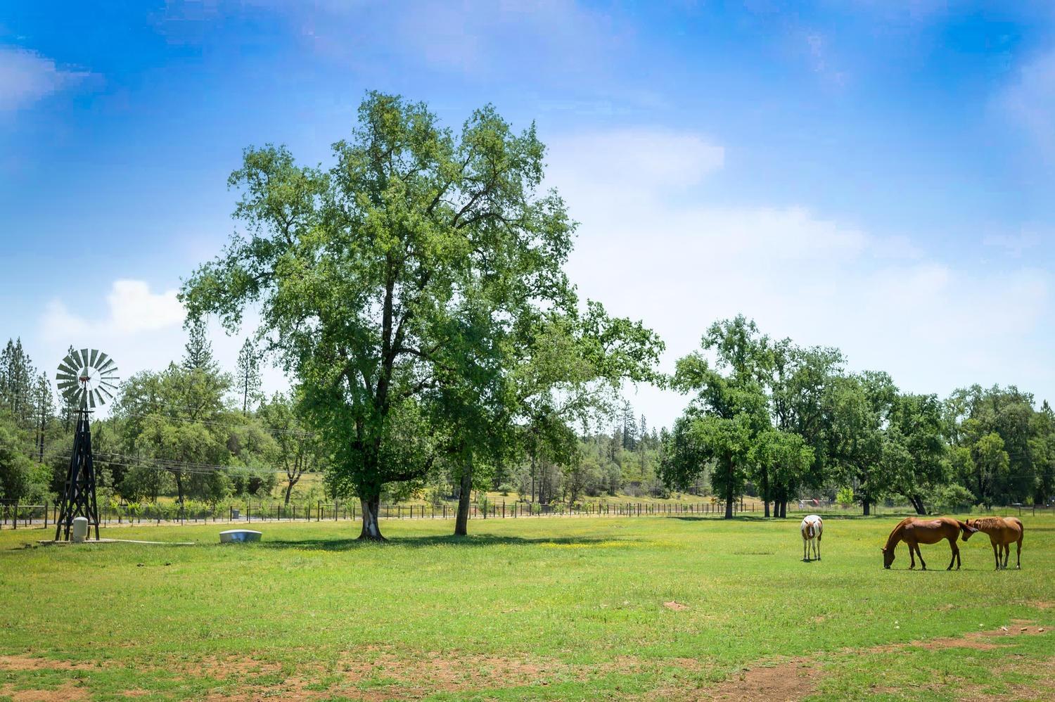 Detail Gallery Image 55 of 92 For 13418 Rices Crossing Rd, Oregon House,  CA 95962 - 3 Beds | 2 Baths