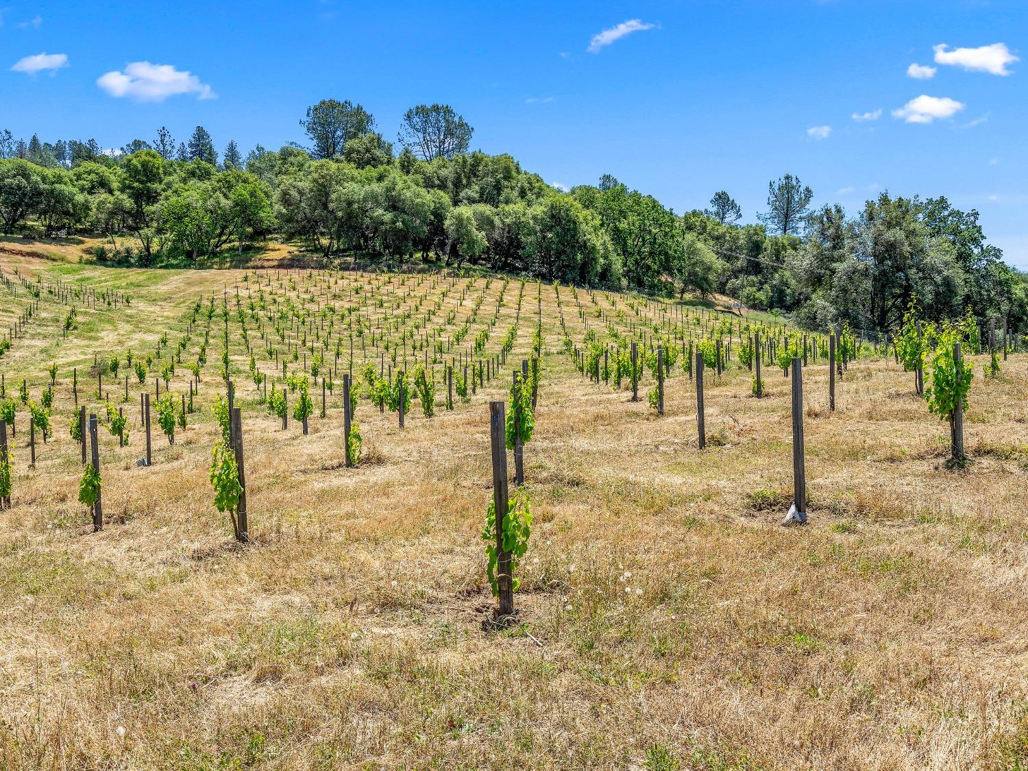 Detail Gallery Image 10 of 25 For 3720 High View Dr, Placerville,  CA 95667 - 3 Beds | 2 Baths