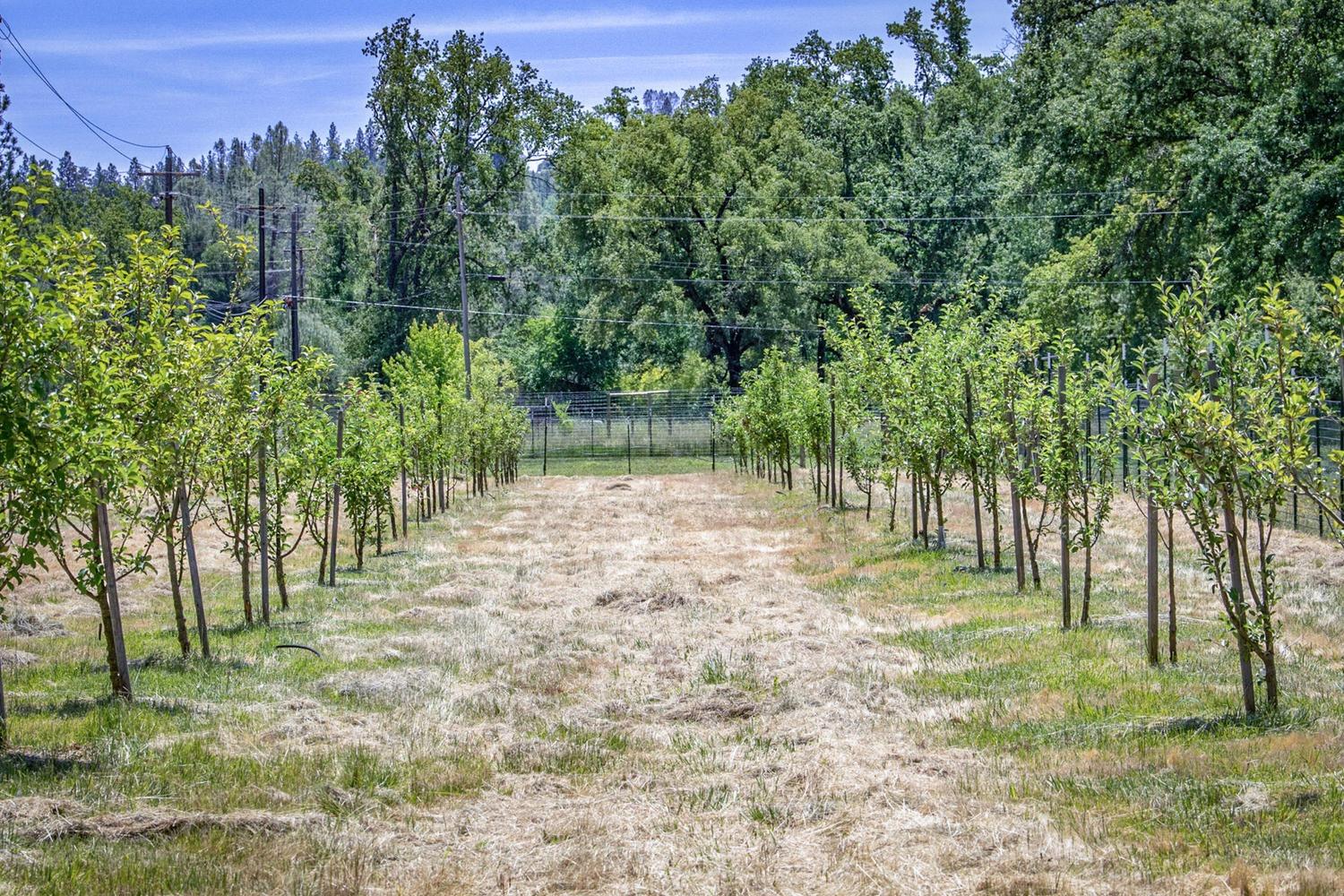 Detail Gallery Image 12 of 92 For 13418 Rices Crossing Rd, Oregon House,  CA 95962 - 3 Beds | 2 Baths