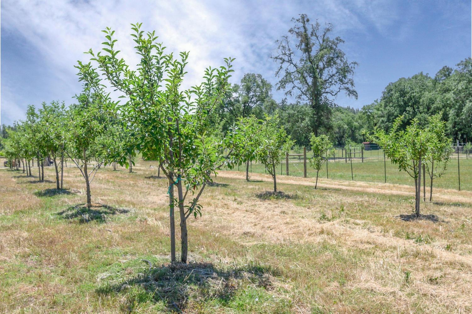 Detail Gallery Image 15 of 92 For 13418 Rices Crossing Rd, Oregon House,  CA 95962 - 3 Beds | 2 Baths