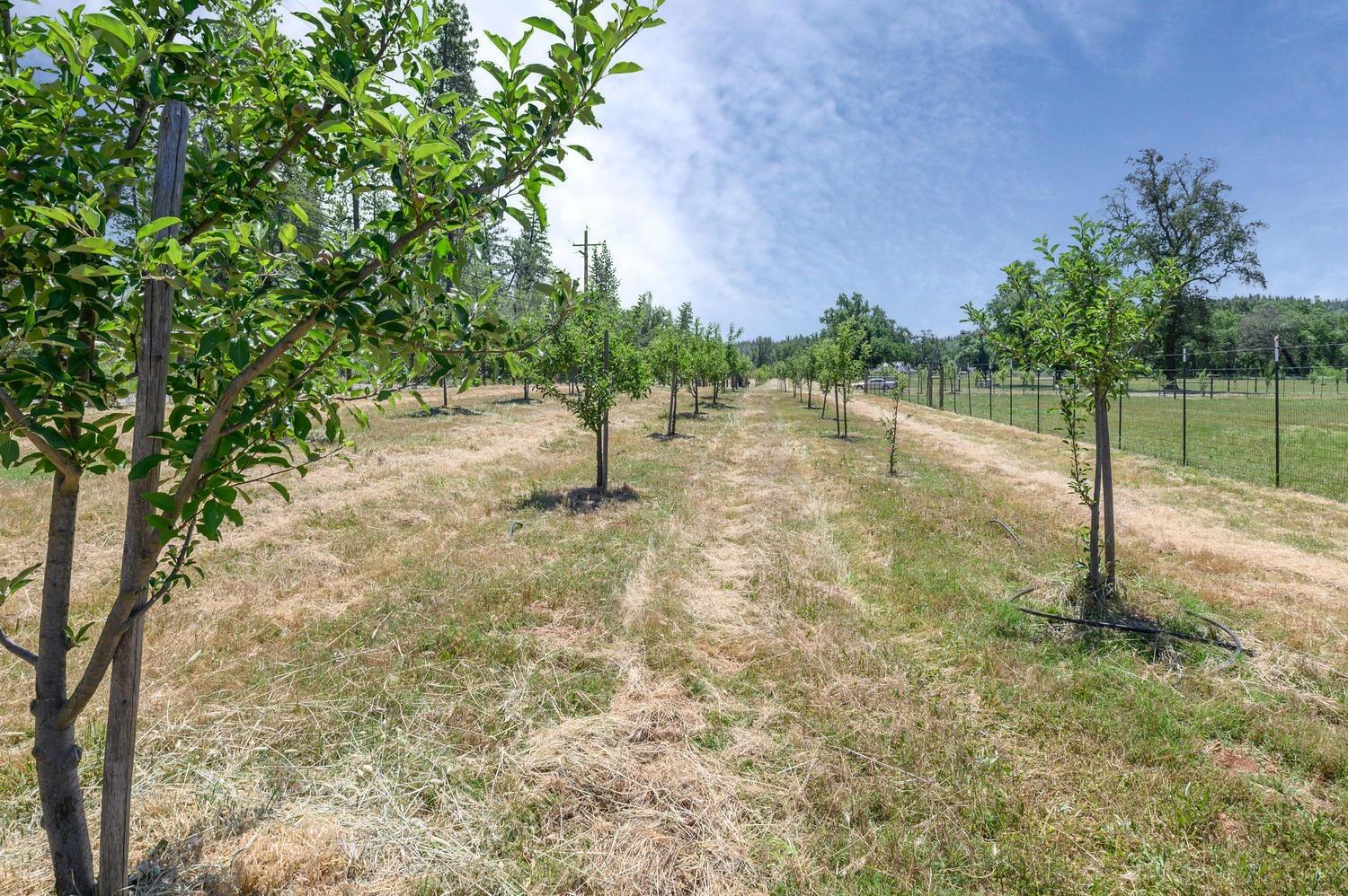 Detail Gallery Image 14 of 92 For 13418 Rices Crossing Rd, Oregon House,  CA 95962 - 3 Beds | 2 Baths