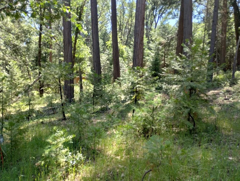 Pearson Road, Grass Valley, California image 18