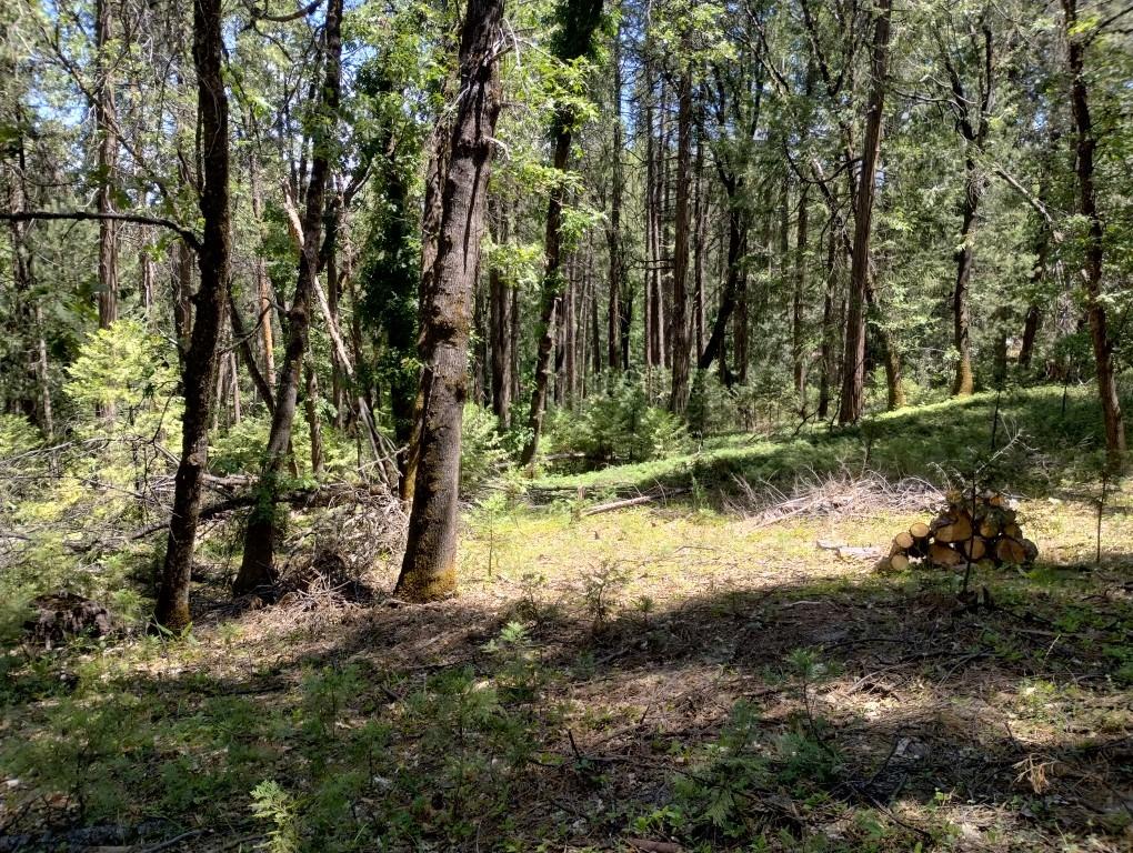 Pearson Road, Grass Valley, California image 5