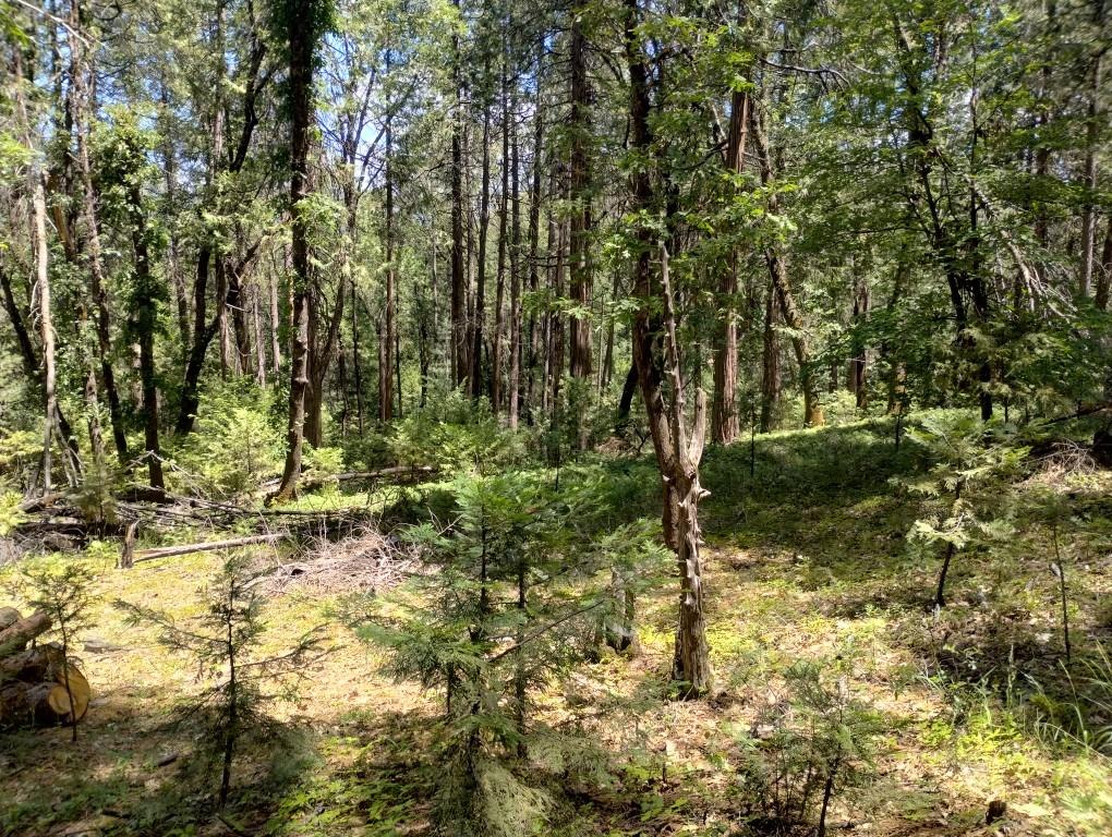 Pearson Road, Grass Valley, California image 7