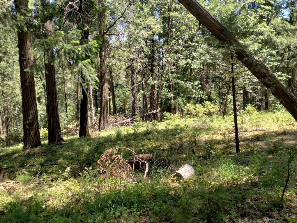 Pearson Road, Grass Valley, California image 13