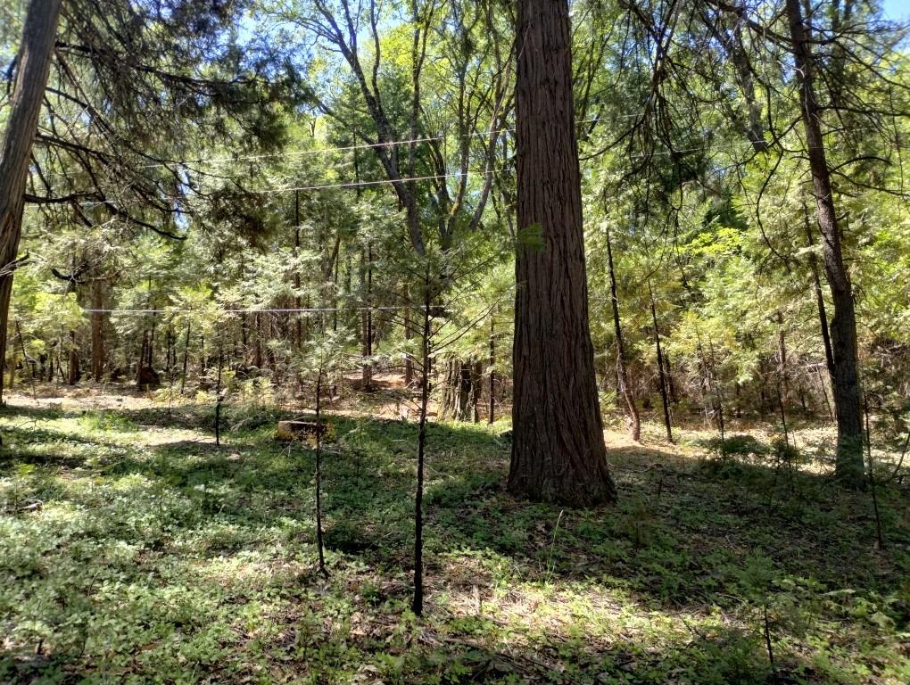 Pearson Road, Grass Valley, California image 12