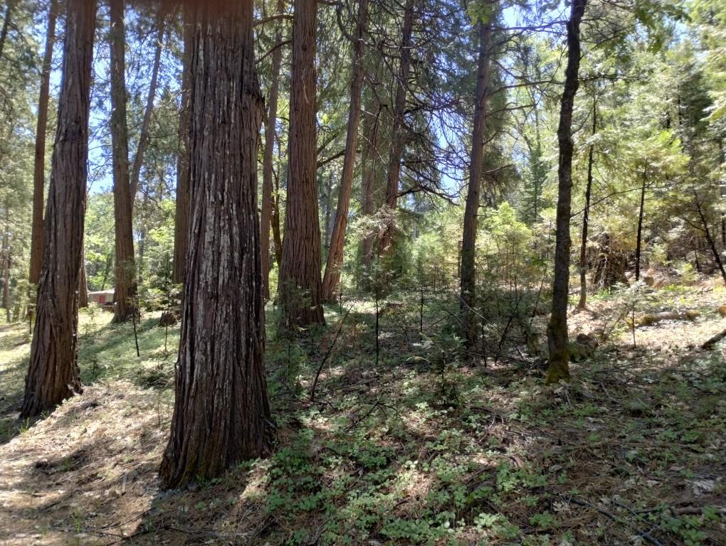 Pearson Road, Grass Valley, California image 6