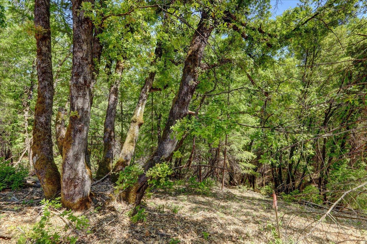 Detail Gallery Image 5 of 42 For 16890 Red Dog Rd, Nevada City,  CA 95959 - – Beds | – Baths