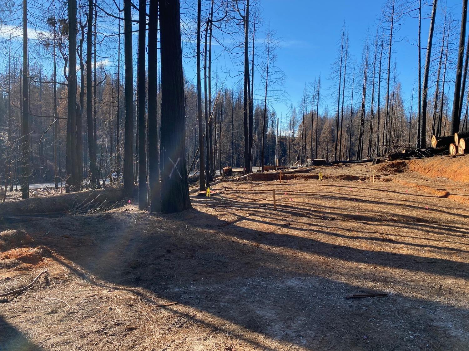 Wooded Glen Court, Grizzly Flats, California image 5