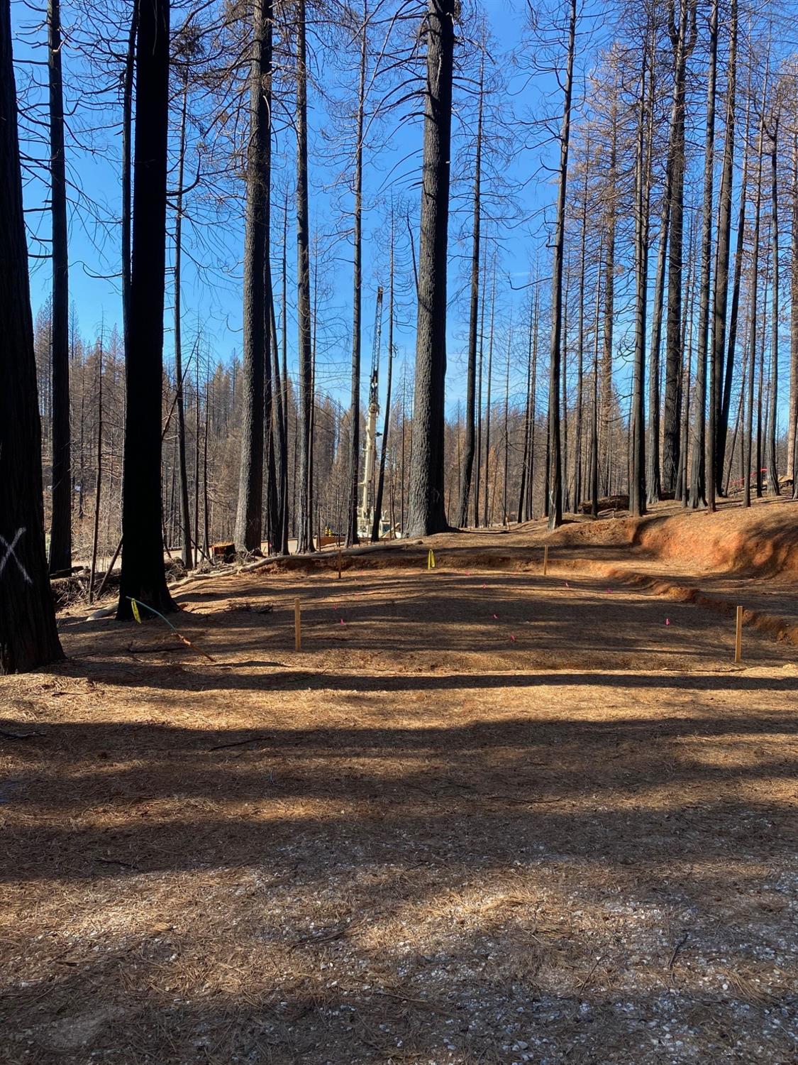 Wooded Glen Court, Grizzly Flats, California image 3