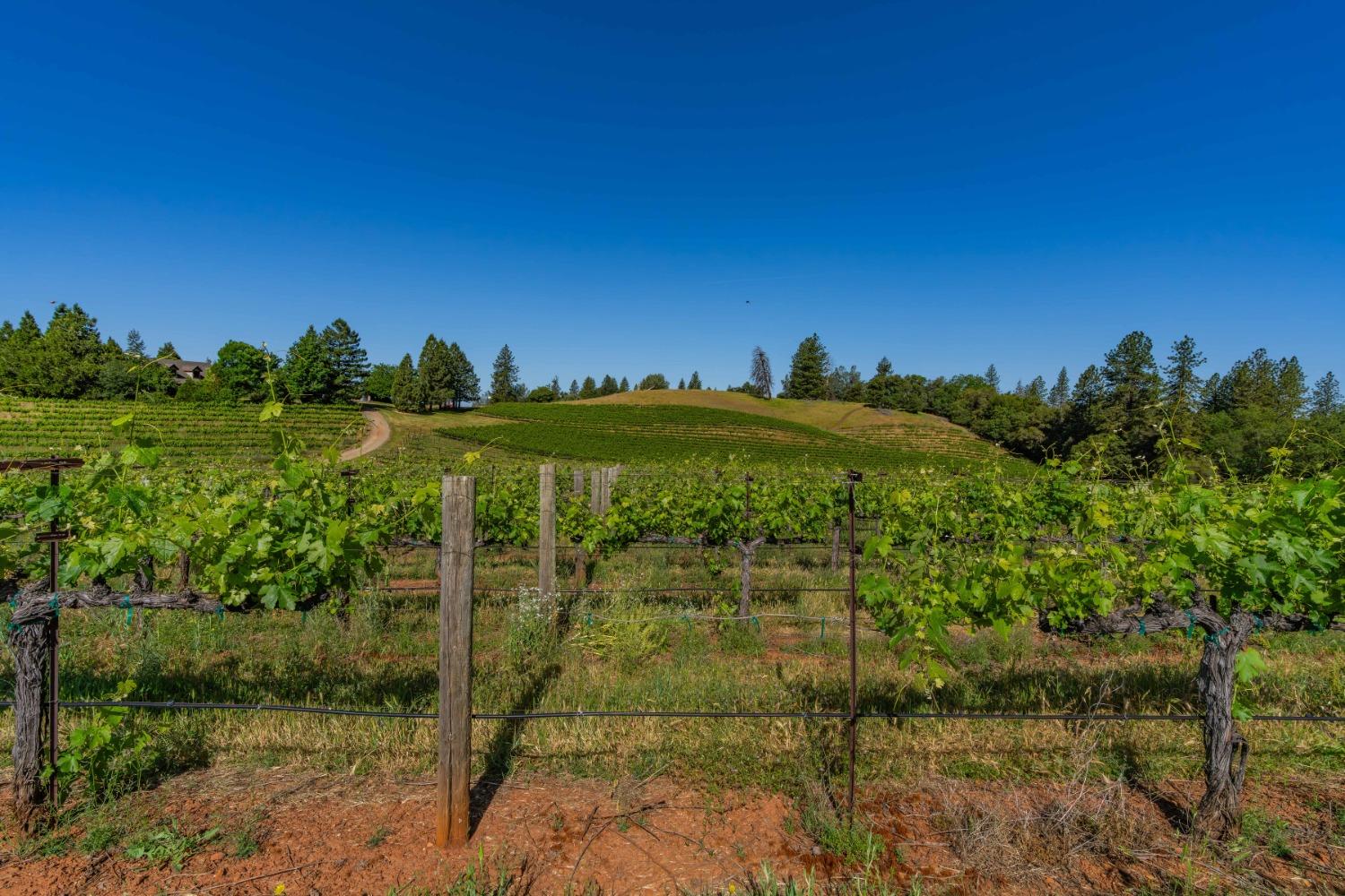 Detail Gallery Image 58 of 75 For 16915 Red Mule Rd, Fiddletown,  CA 95629 - 3 Beds | 2/1 Baths