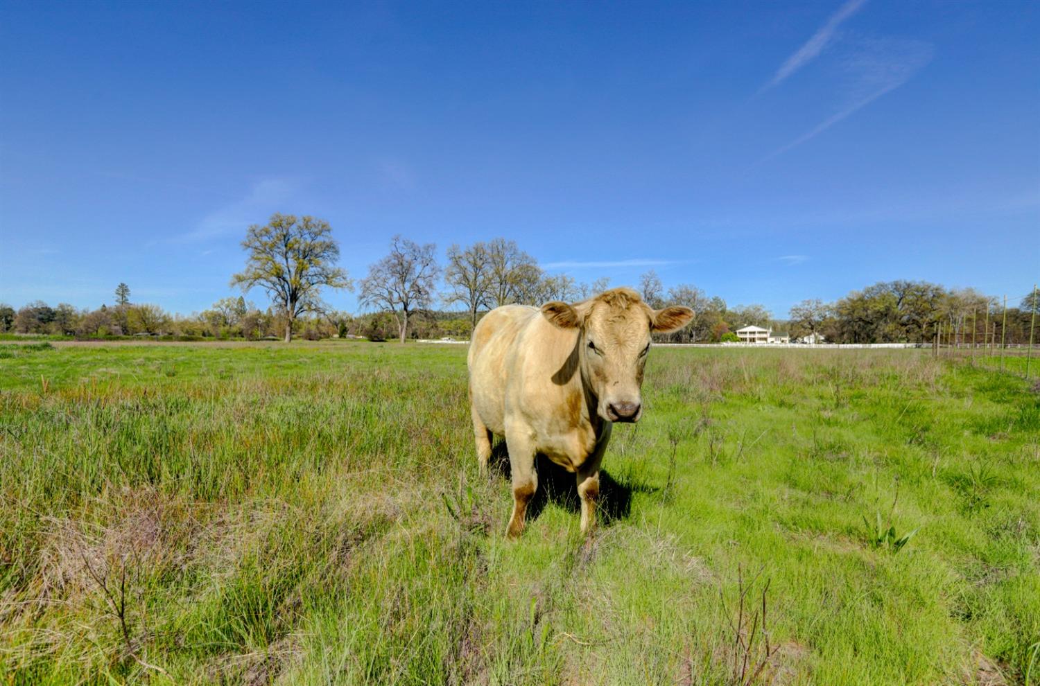 Mcland Court, Penn Valley, California image 31