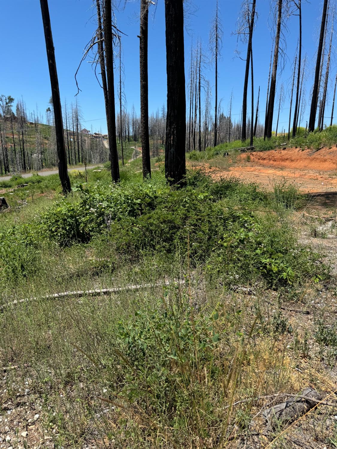 Wooded Glen Court, Grizzly Flats, California image 8