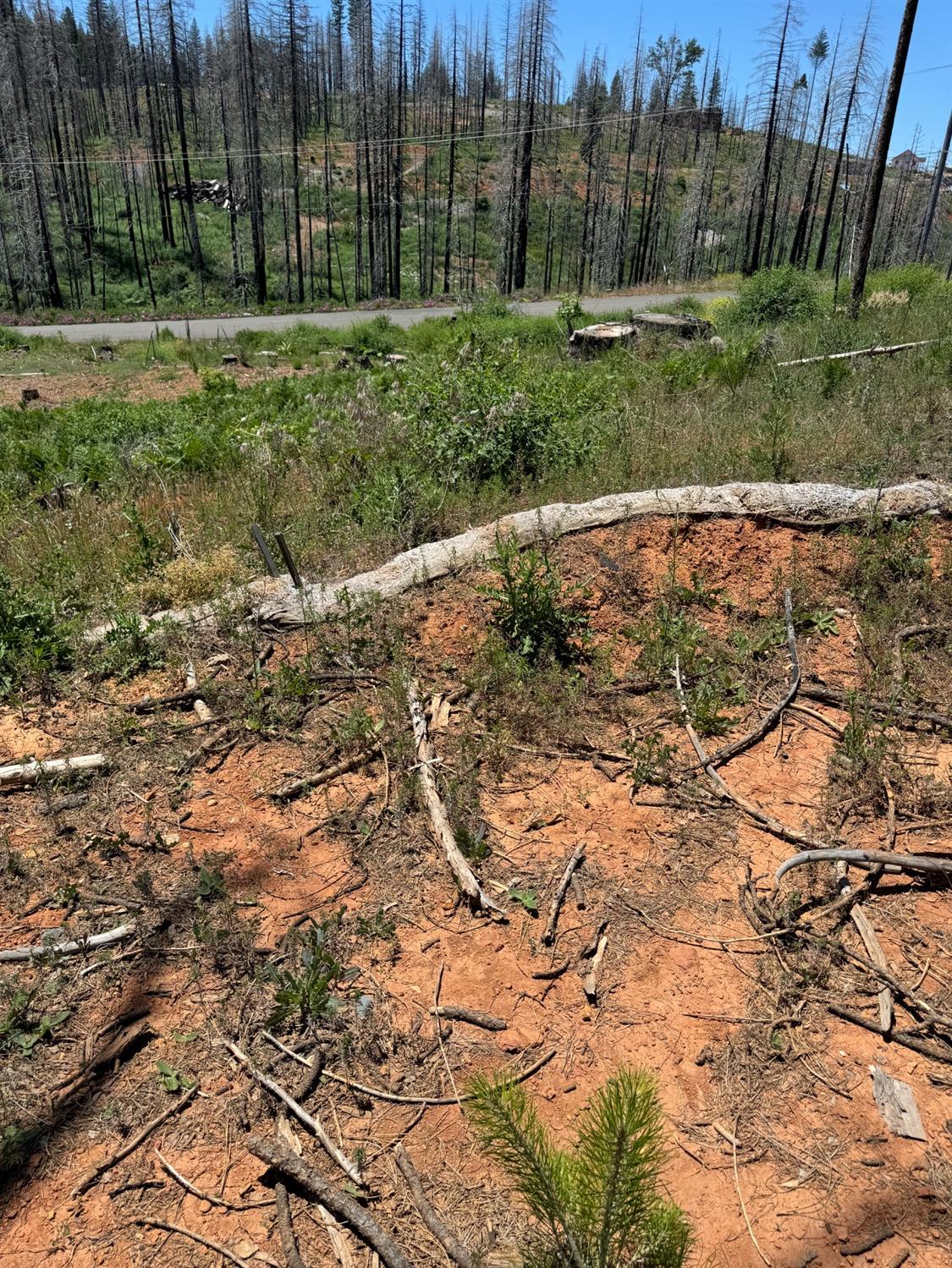 Wooded Glen Court, Grizzly Flats, California image 9