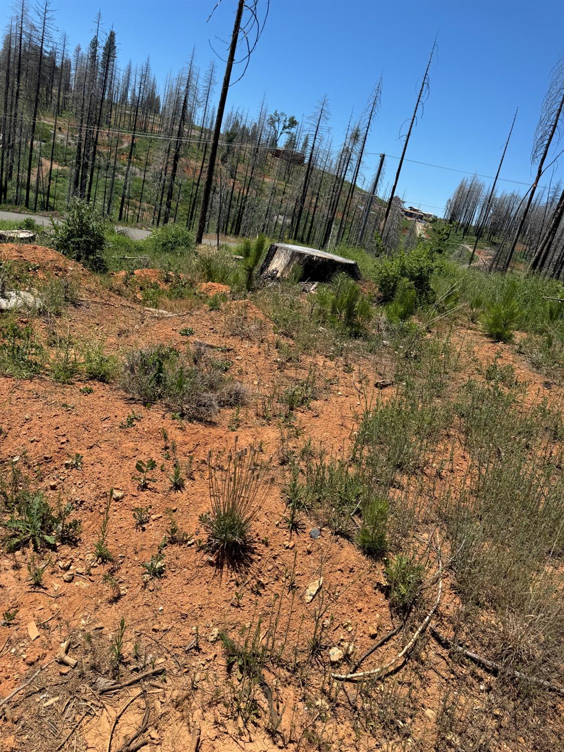 Wooded Glen Court, Grizzly Flats, California image 6