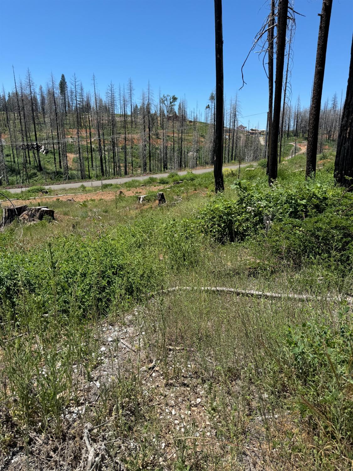 Wooded Glen Court, Grizzly Flats, California image 7