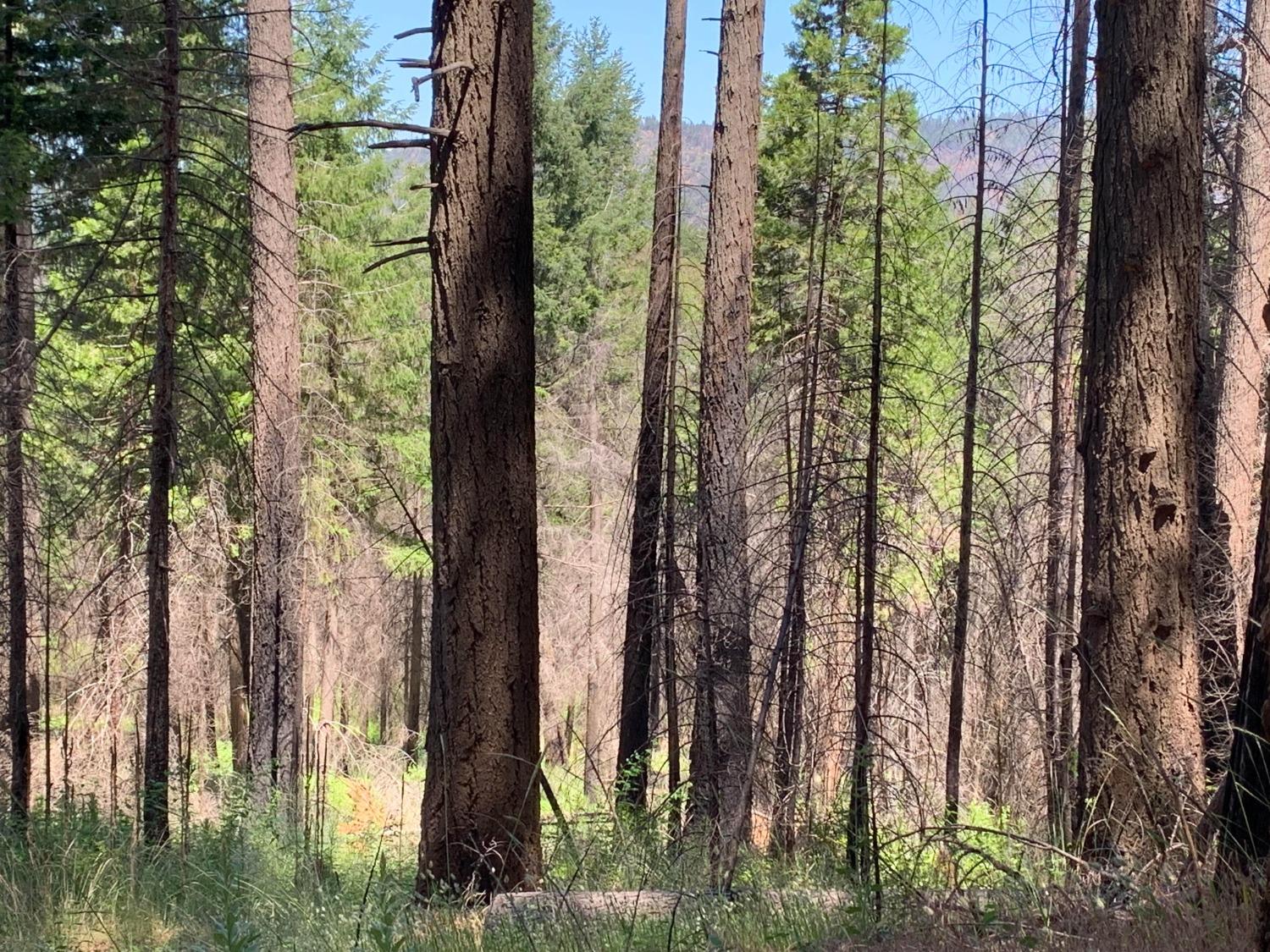 Old Mine Road, Grizzly Flats, California image 3