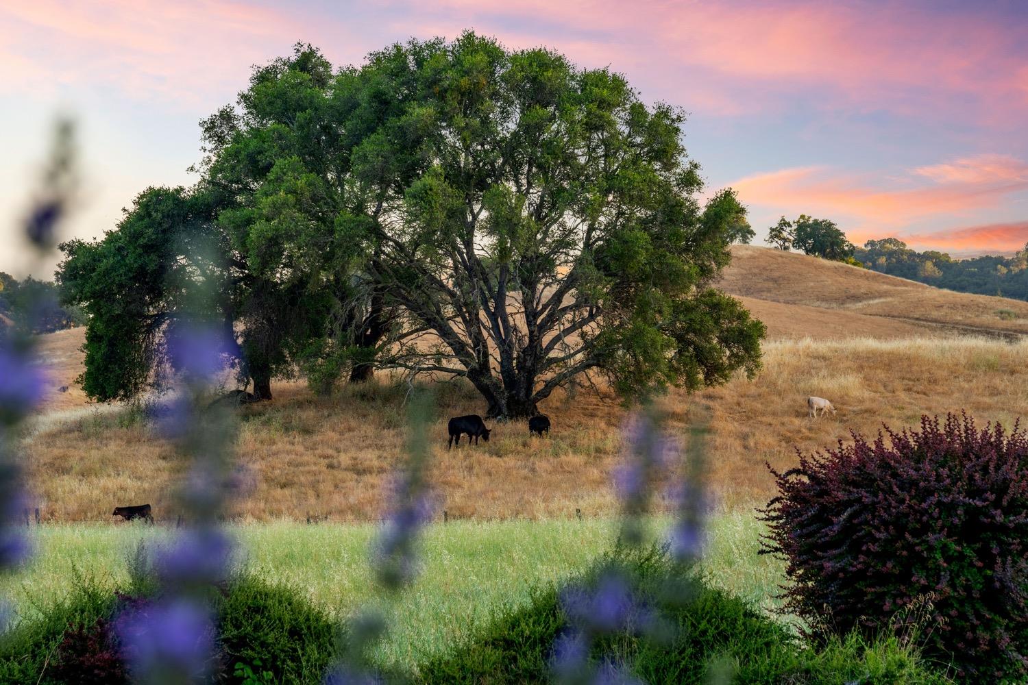 Cozydell Lane, Shingle Springs, California image 6