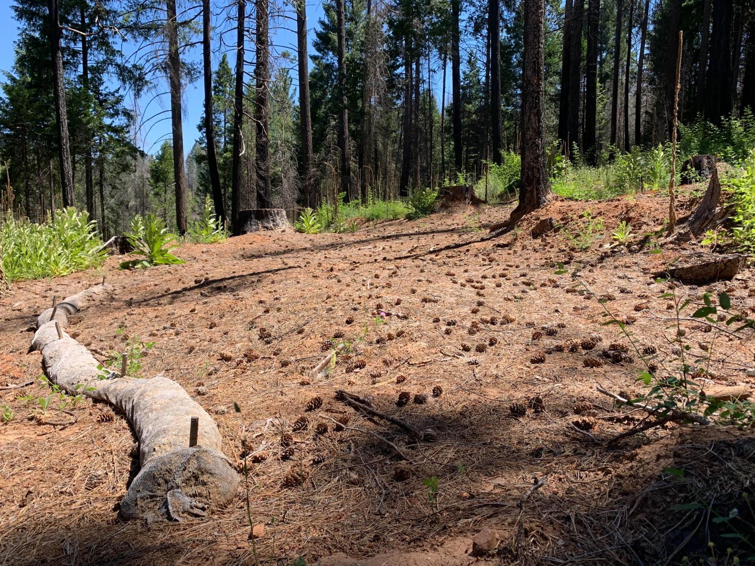 Old Mine Road, Grizzly Flats, California image 6