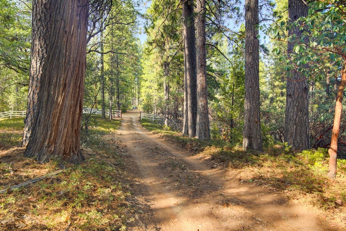 Little John Lane, Pioneer, California image 13