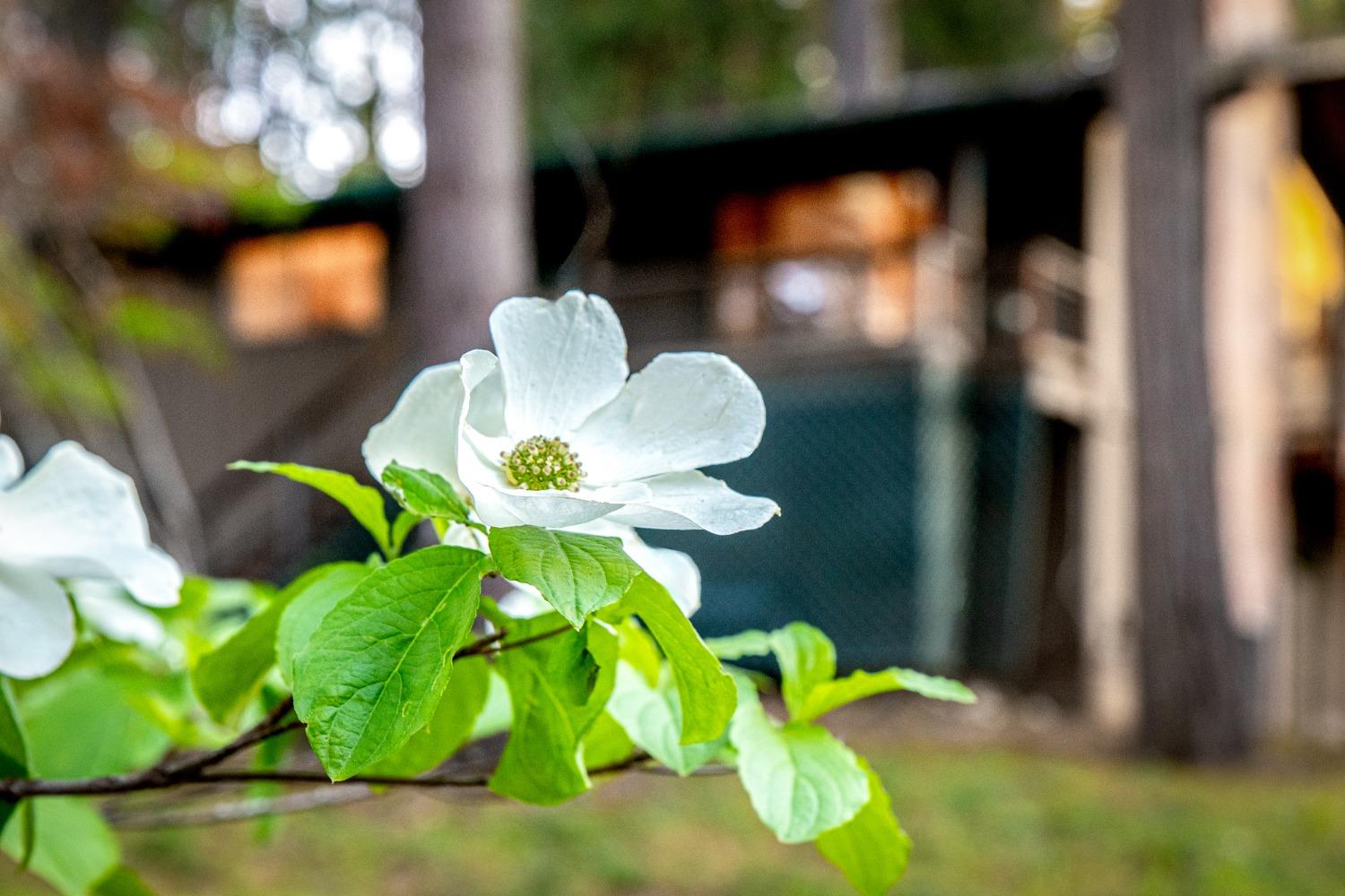 Detail Gallery Image 45 of 46 For 14119 Liquidambar Ln, Grass Valley,  CA 95945 - 3 Beds | 2 Baths