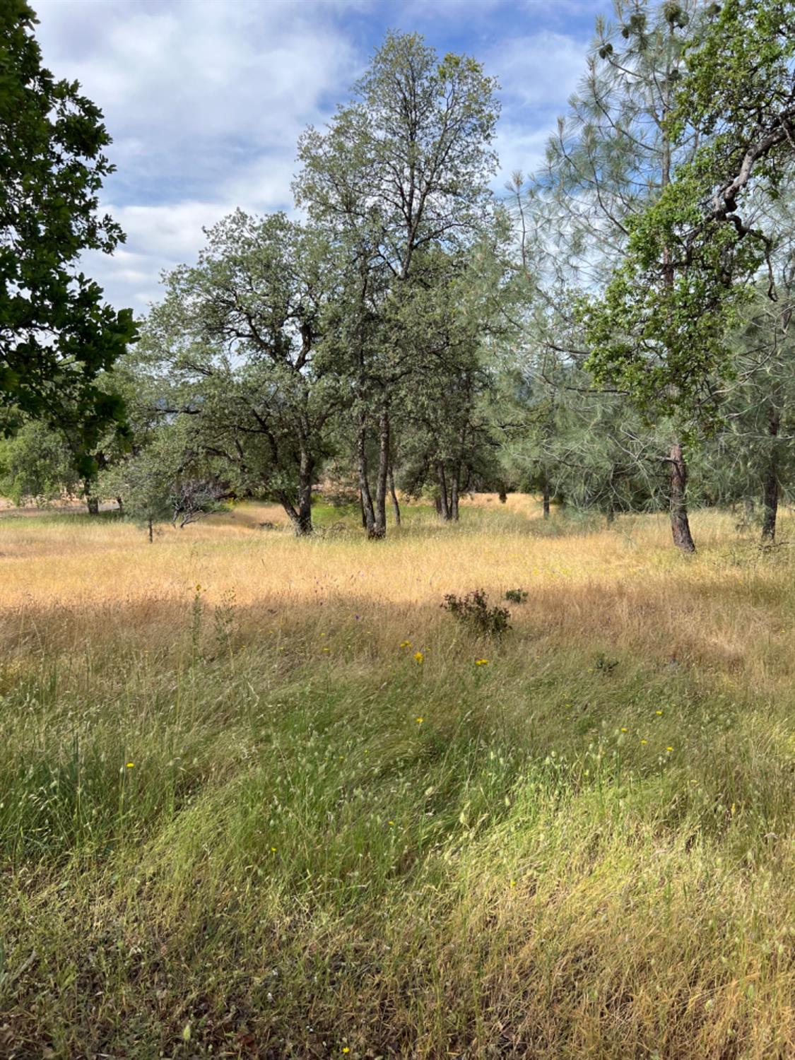 Oak Ridge Road, Mountain Ranch, California image 8