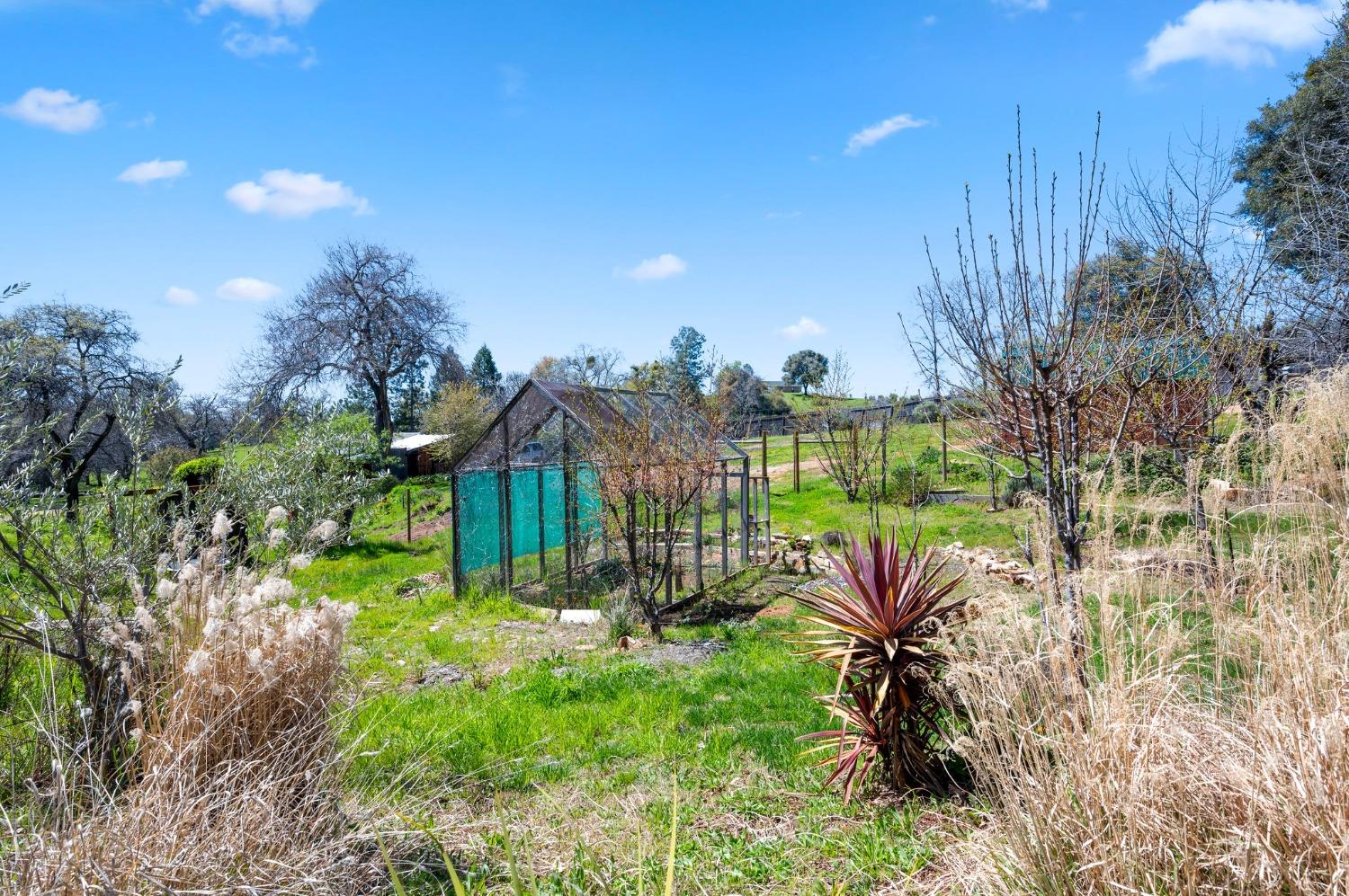 Flat Gulch Road, Mokelumne Hill, California image 18