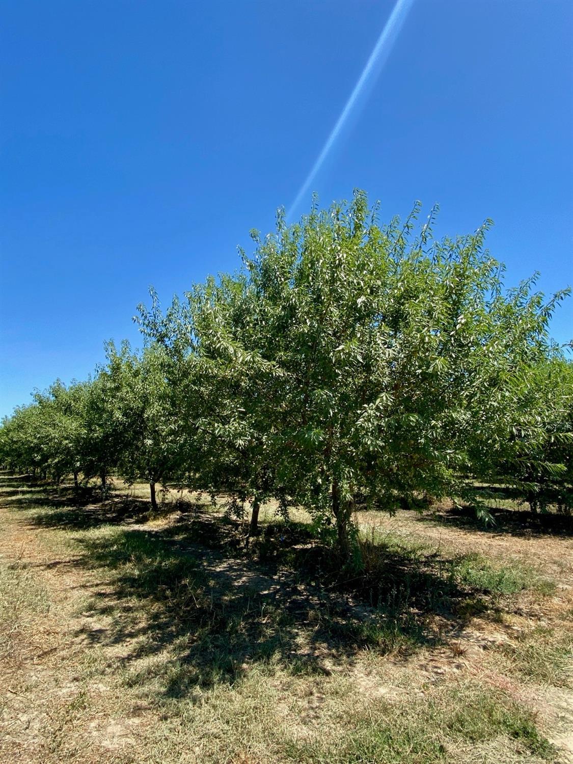 Oak Ridge Road, Mountain Ranch, California image 7