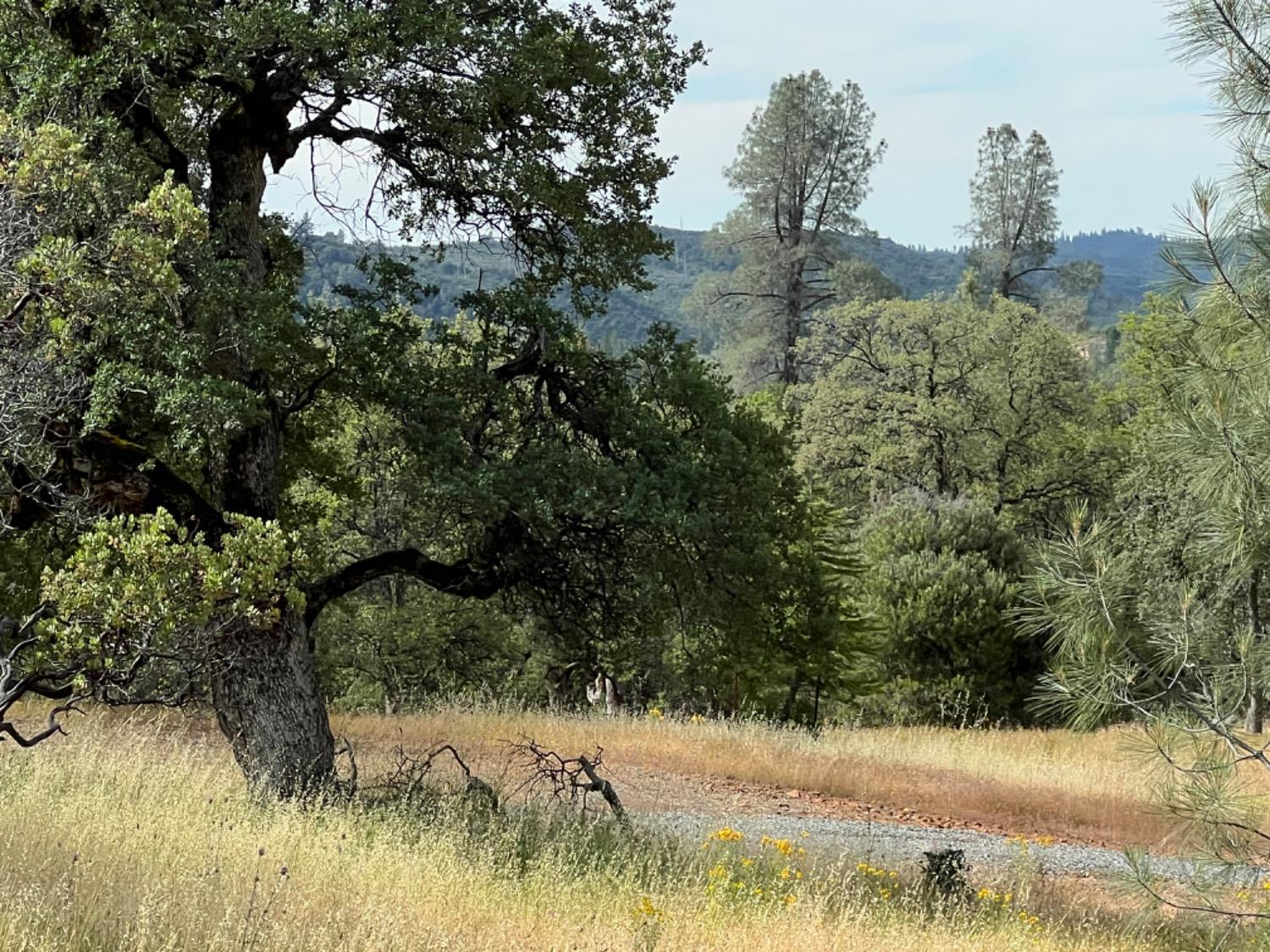 Oak Ridge Road, Mountain Ranch, California image 9