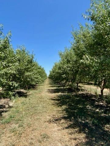 Oak Ridge Road, Mountain Ranch, California image 5