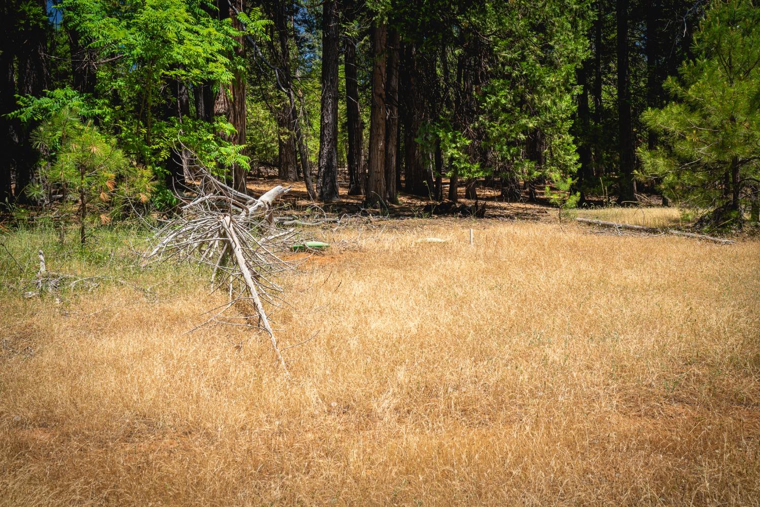 Hill Road, Pioneer, California image 7