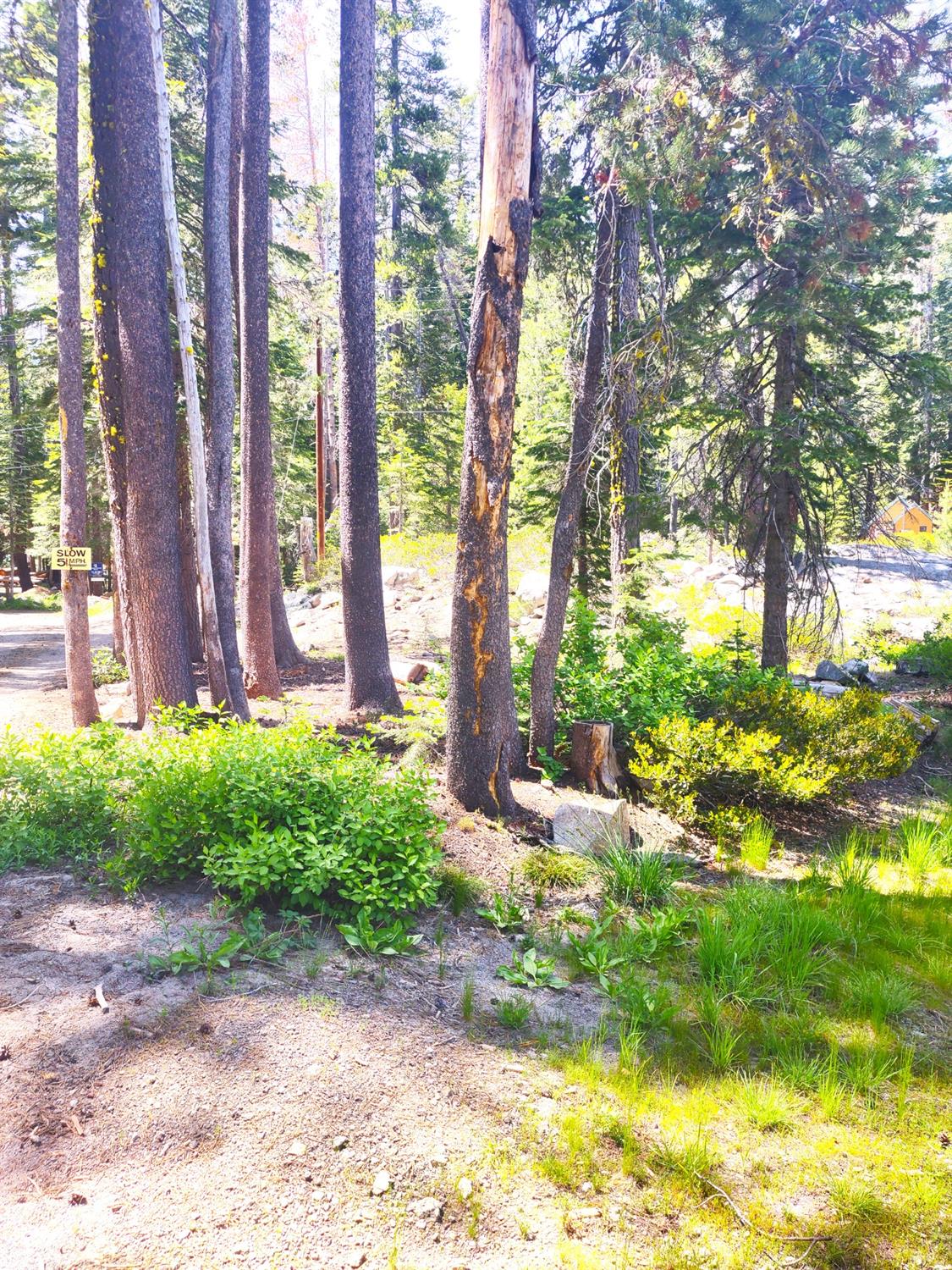 Red Fir Drive, Soda Springs, California image 5