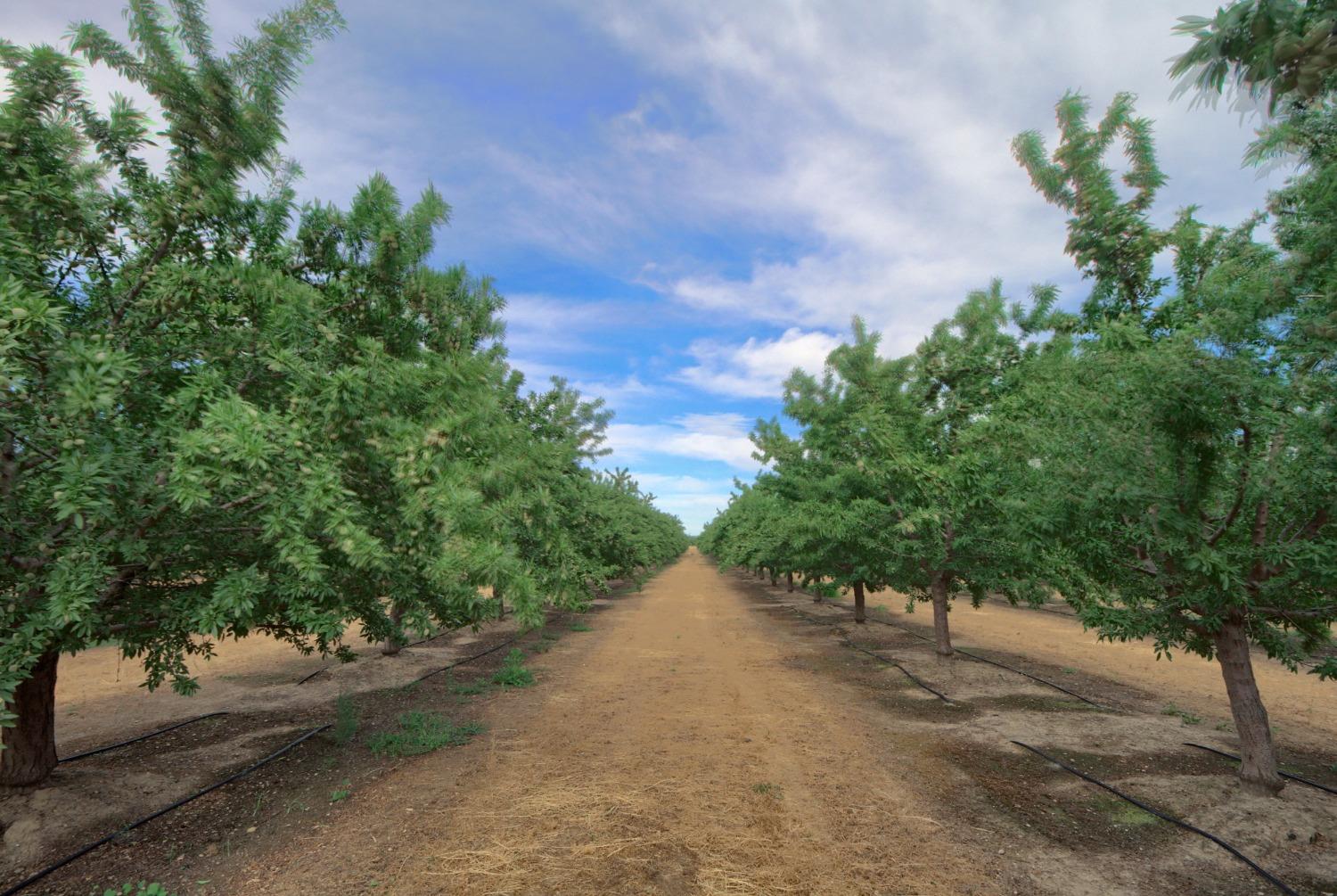 Wagner Avenue, Arbuckle, California image 4